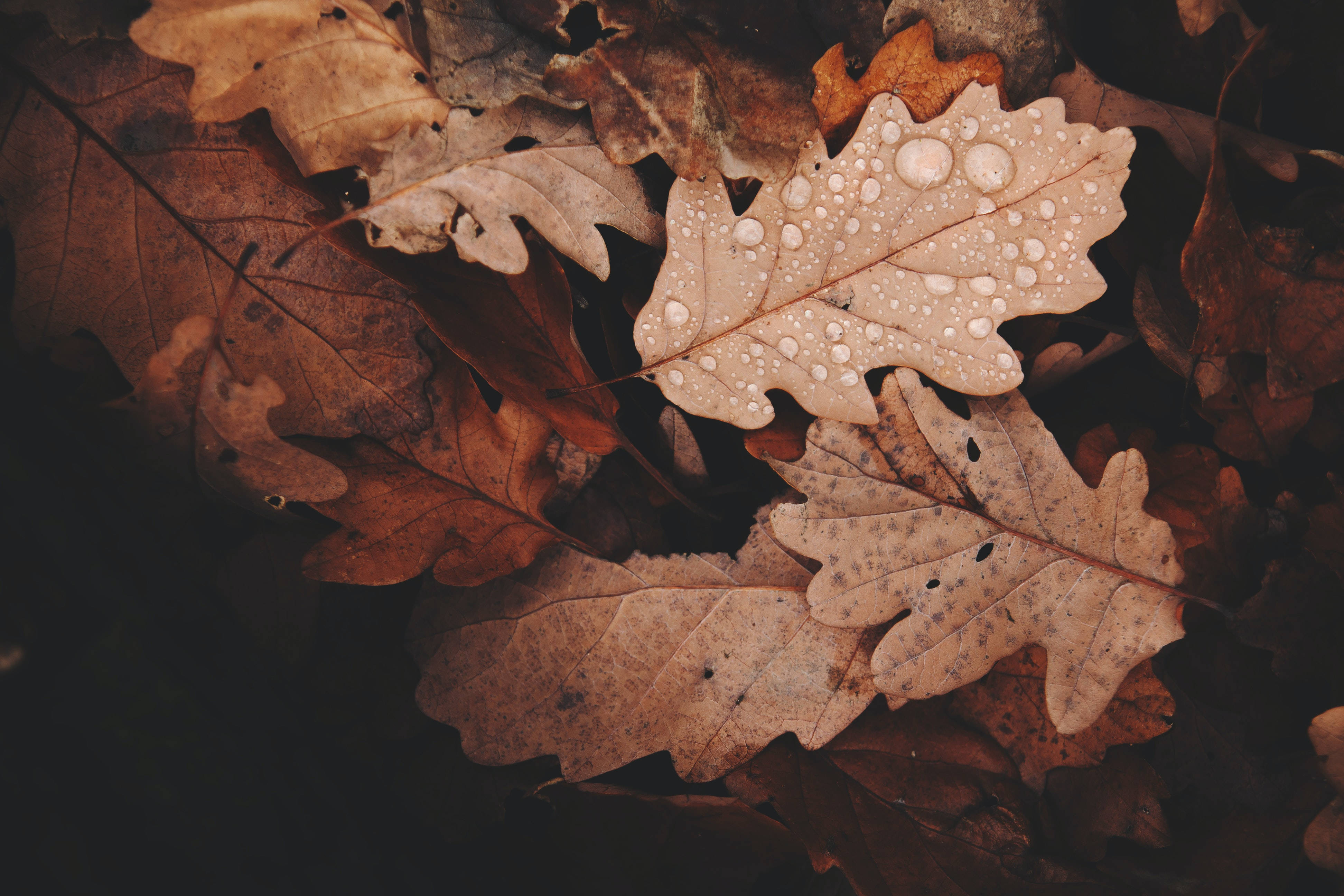 oak leaf, dew-drenched, dry brown leaves, 4K Desktop Wallpaper