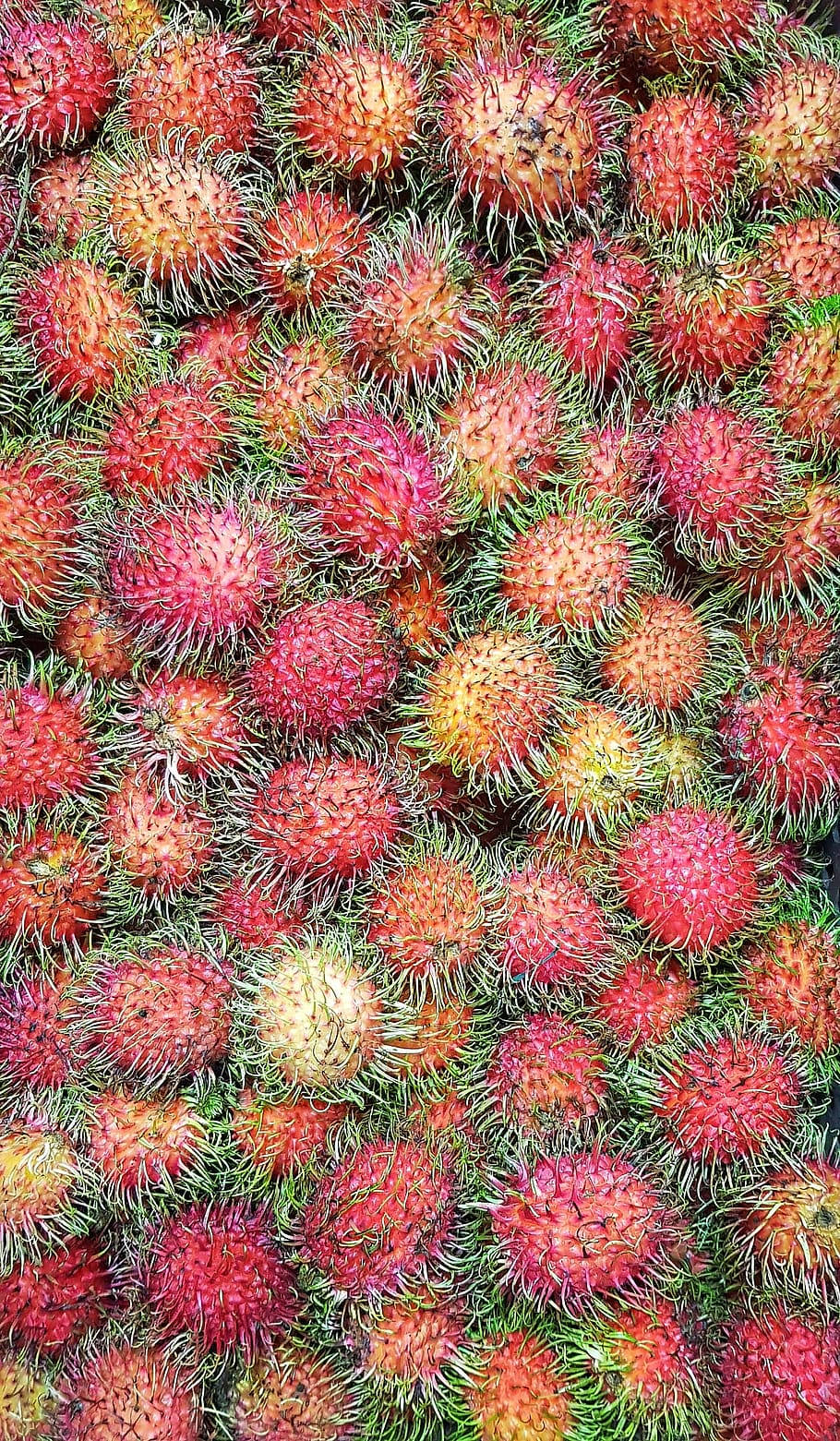 bright red rambutan, spiky green hairs, dense close-up, HD Phone Wallpaper