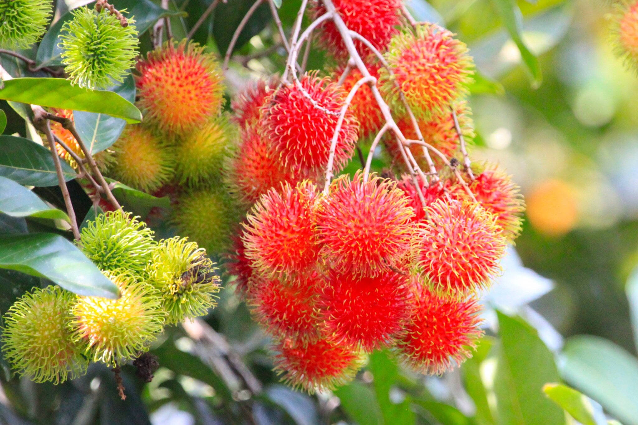 Rambutan, red rambutans, green rambutans, Full HD Desktop Wallpaper