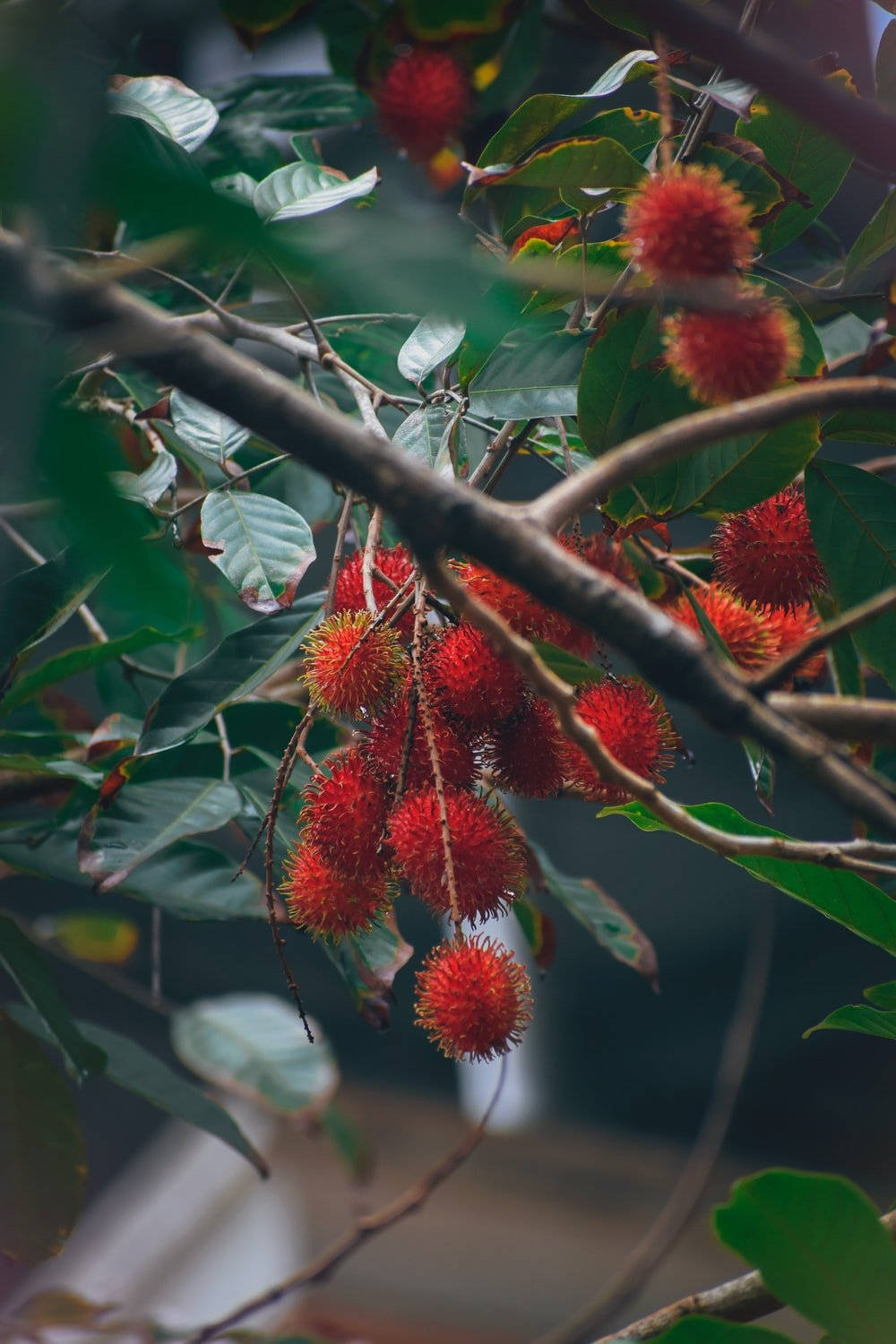 Rambutan, tree branch, lush green leaves, HD Phone Wallpaper
