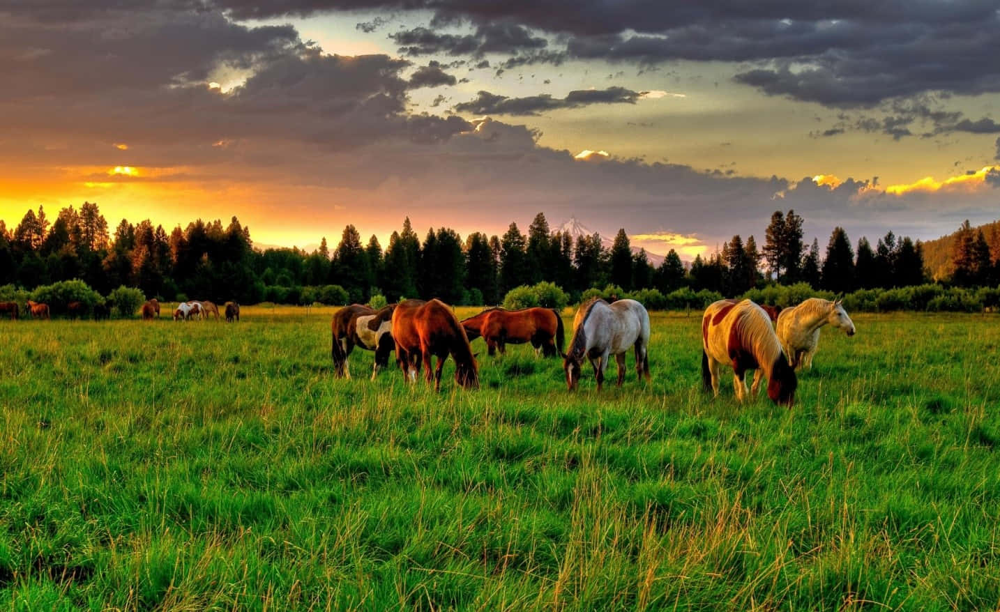 Lush Green Hillside Ranch, horses, lush green field, HD Desktop Wallpaper