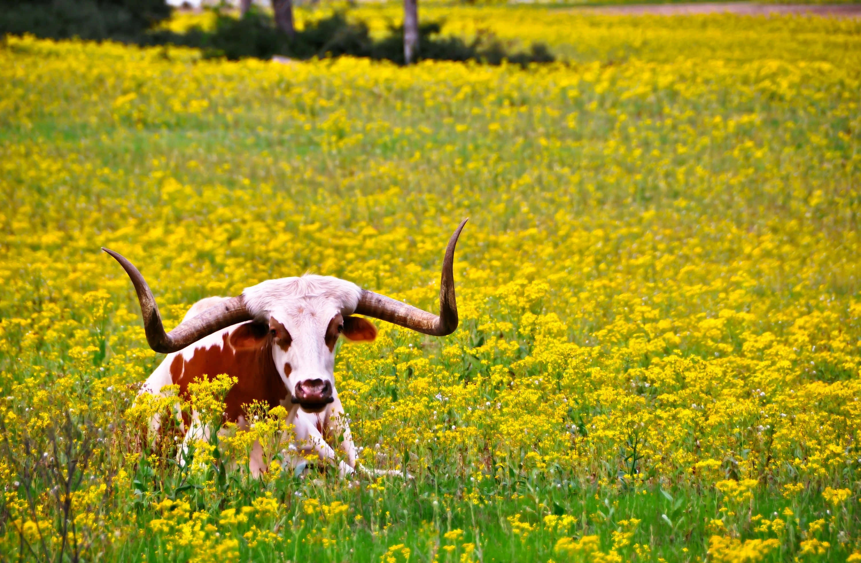 Ranch, longhorn cow, curved horns, 2K Desktop Wallpaper