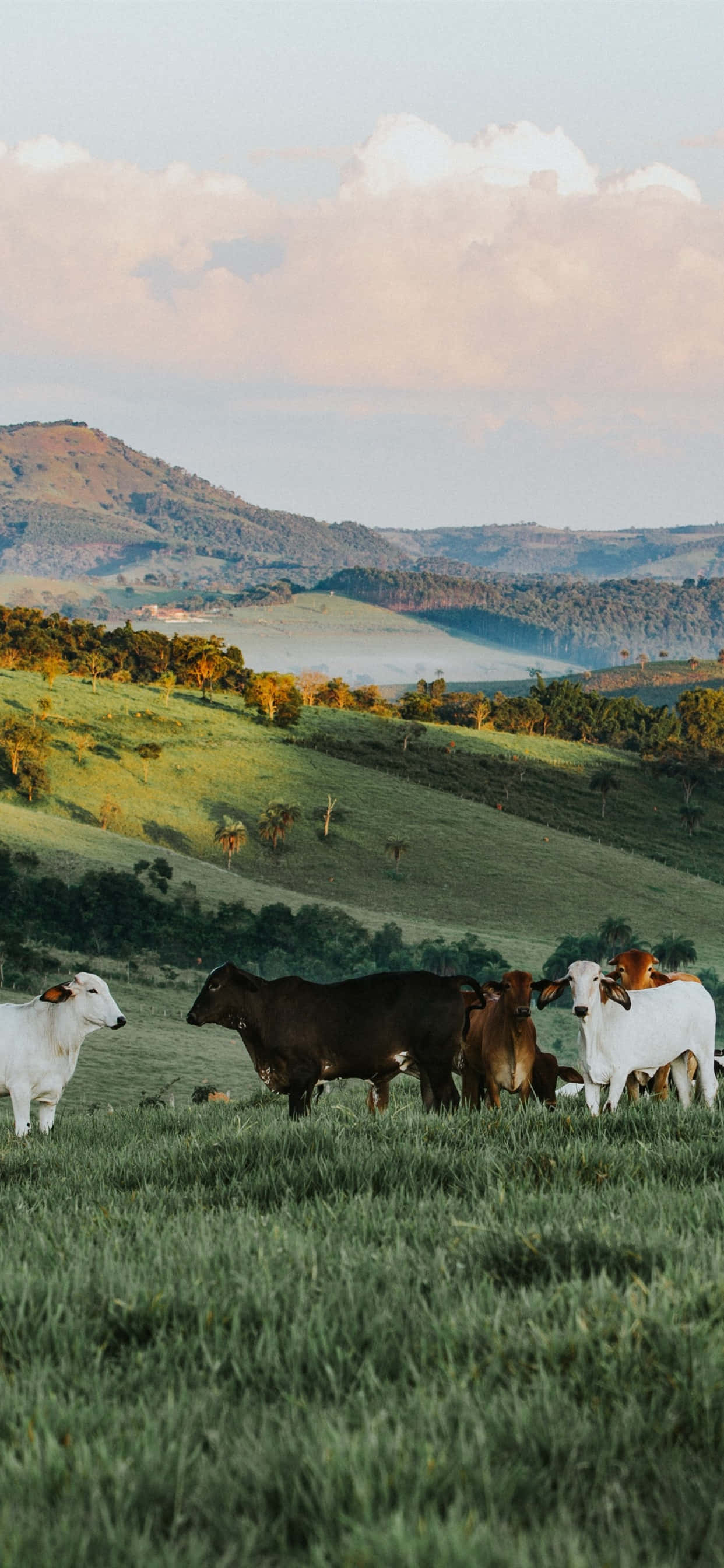 ranch, lush green field, rolling hills, 2K Phone Wallpaper