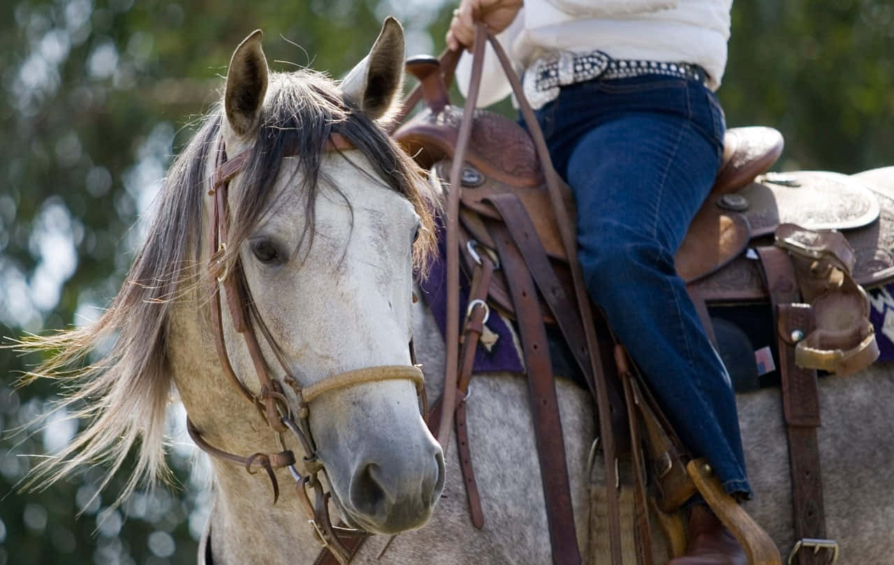 Ranch, white horse, rider, HD Desktop Wallpaper