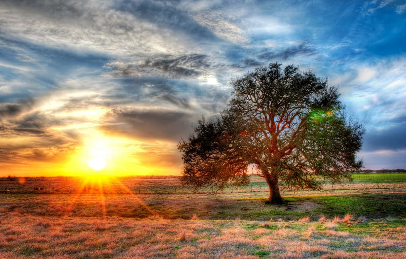Ranch, sunset, majestic tree, HD Desktop Wallpaper