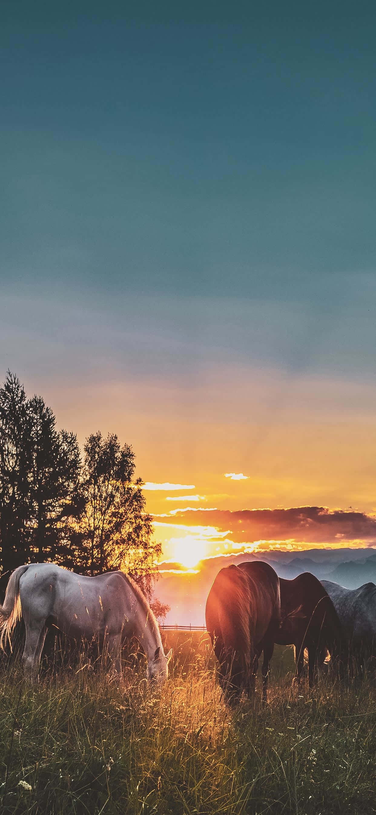 ranch, sunset, golden sunset, 2K Phone Wallpaper