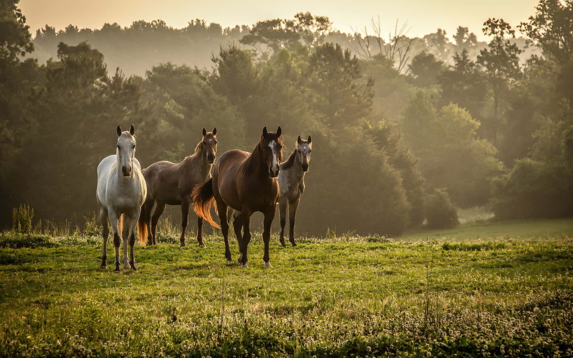 Ranch-style Home, countryside, four horses, Full HD Desktop Wallpaper