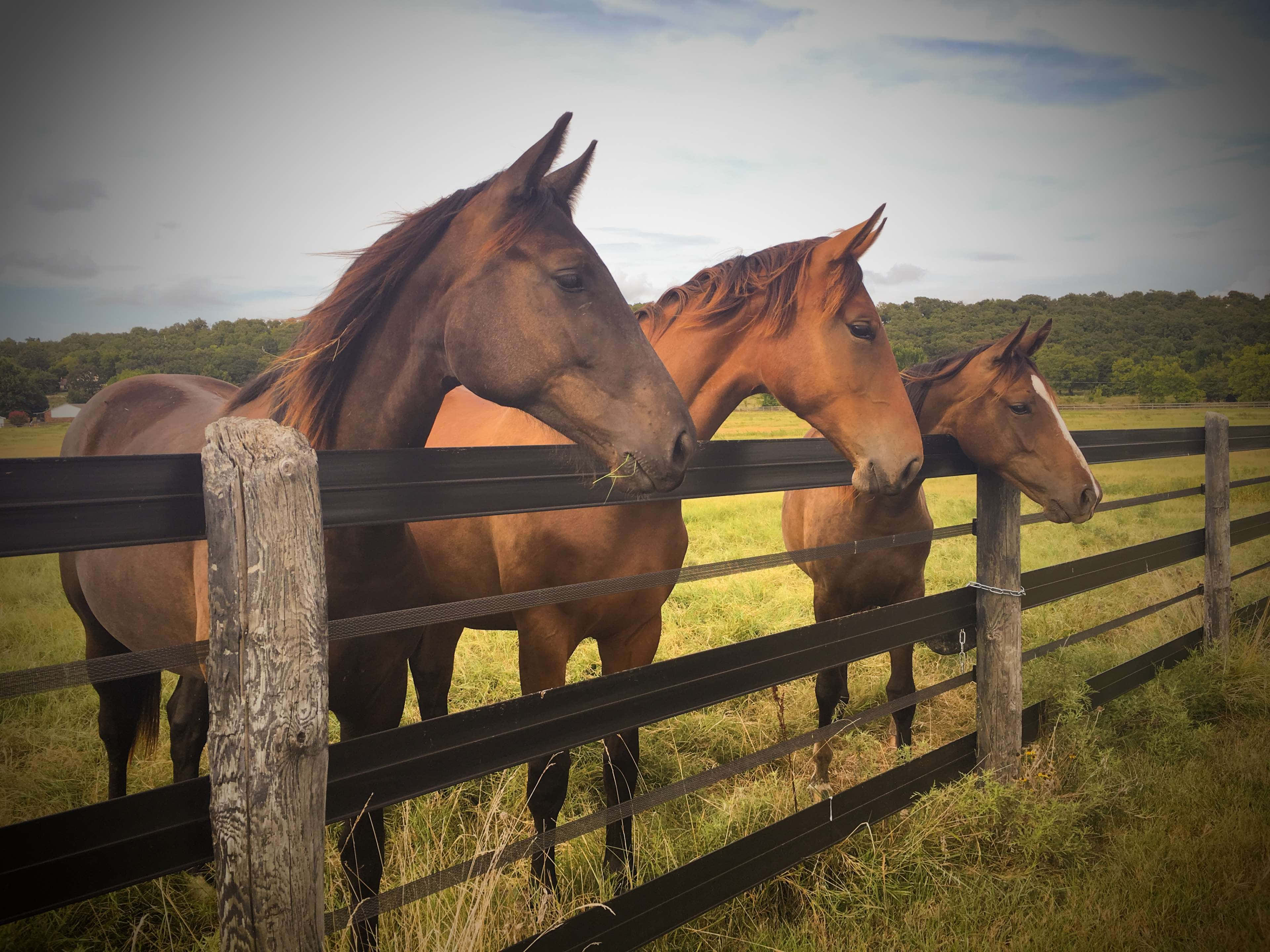 ranch, brown horses, black fence, 4K Desktop Wallpaper