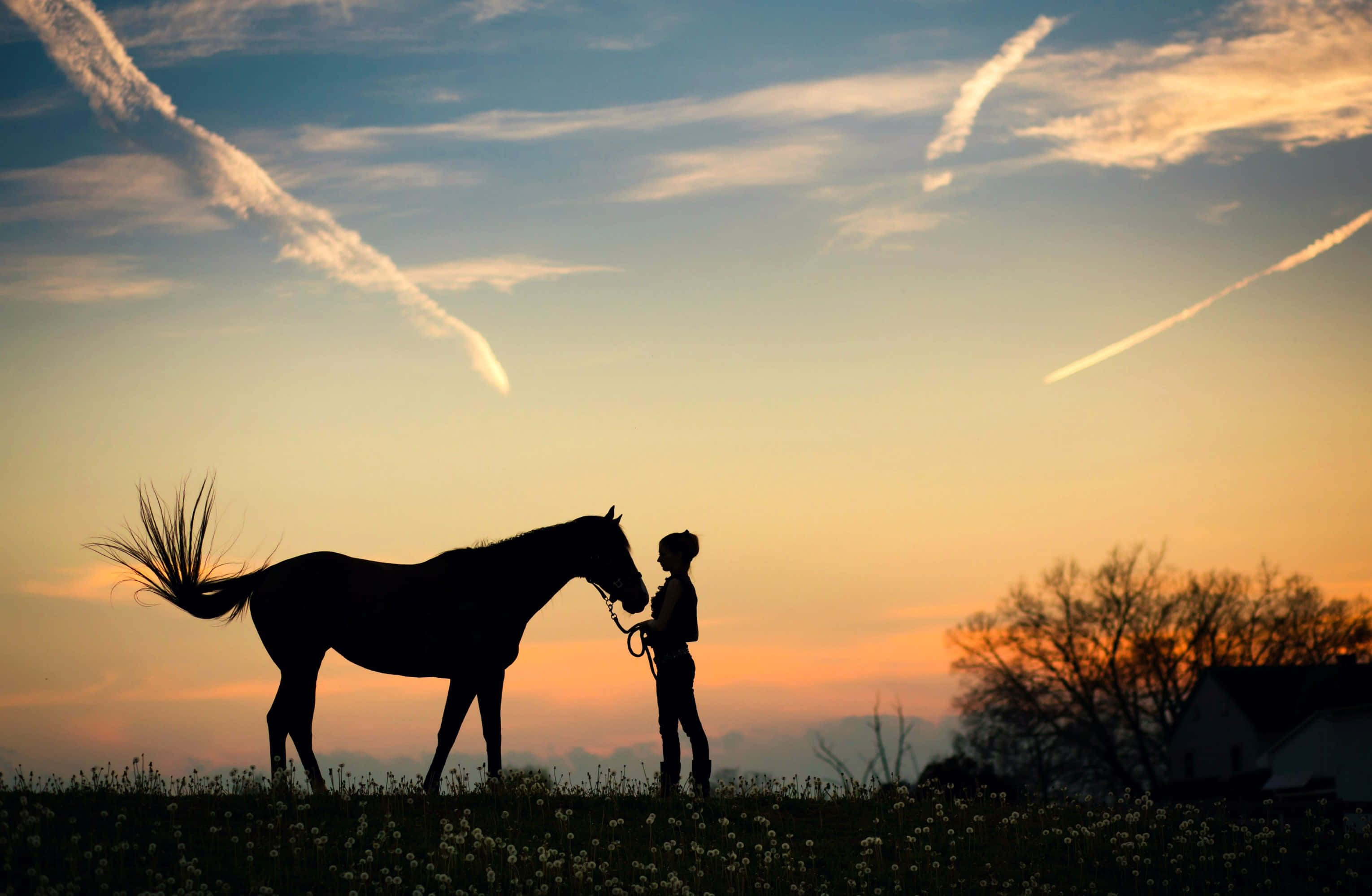 Ranch, sunset, field, 2K Desktop Wallpaper