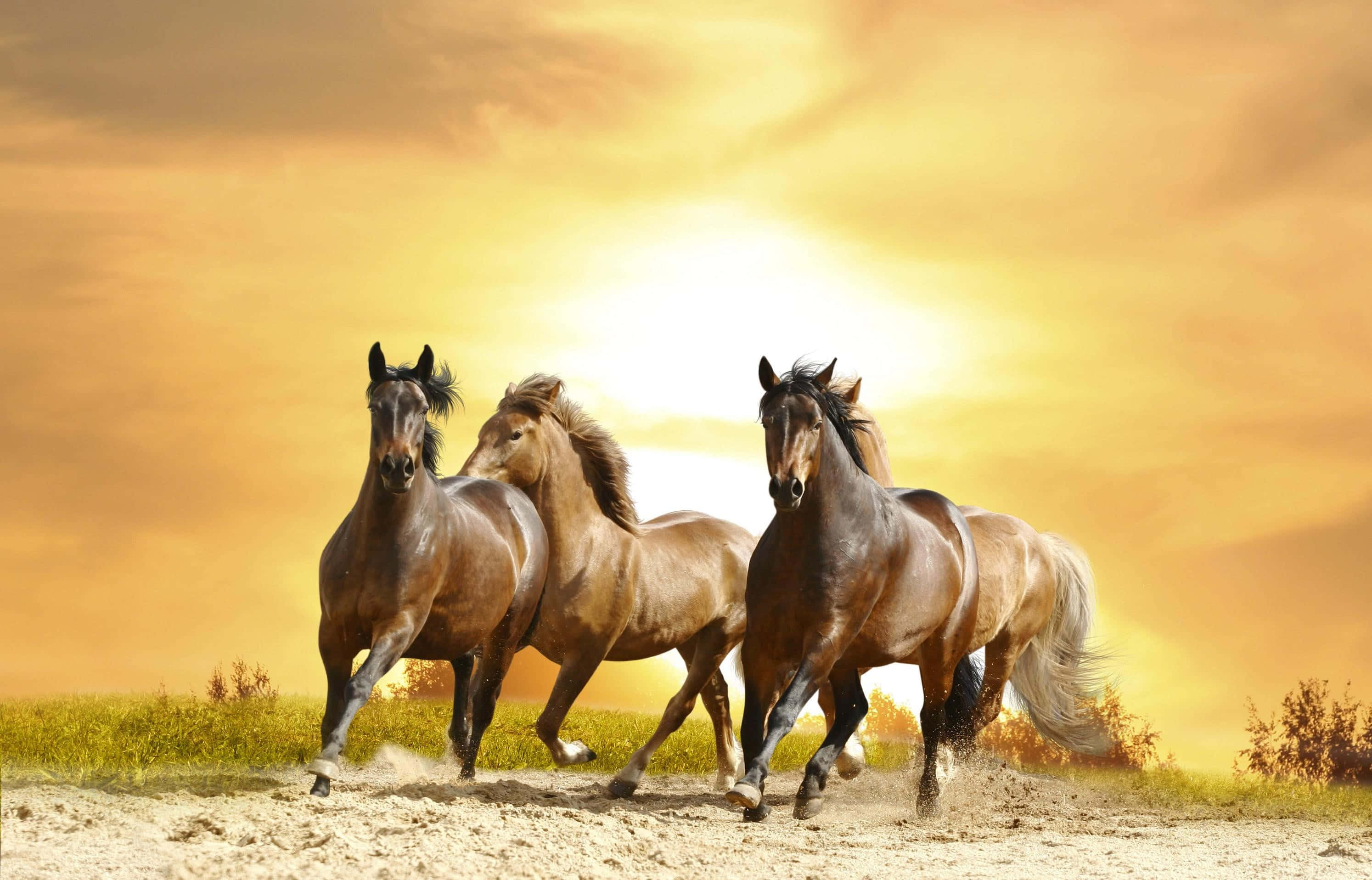 Ranch, horses, dusty field, 2K Desktop Wallpaper
