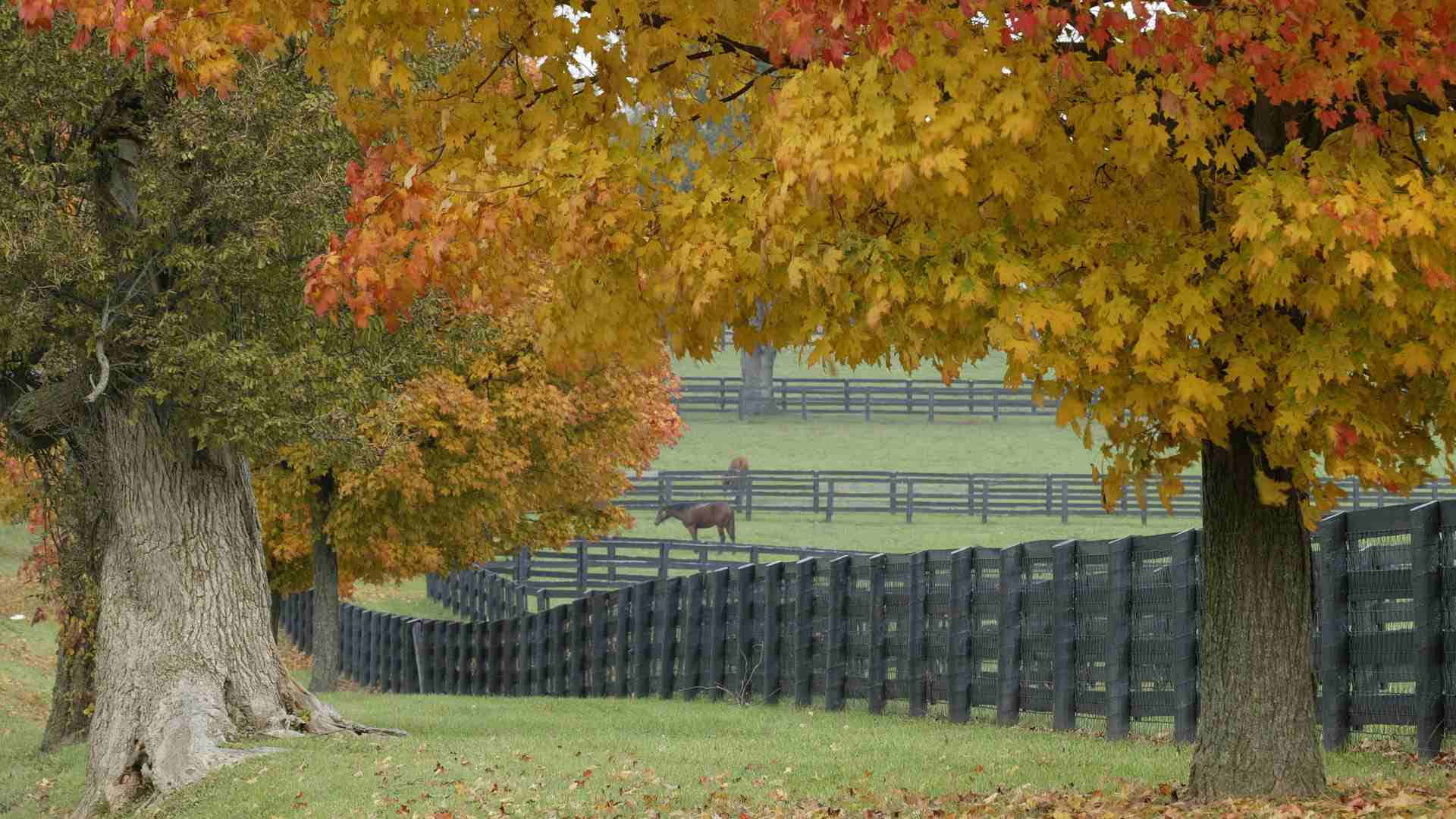 HD Autumn Horse Ranch, autumn leaves, fiery yellows and reds, Full HD Desktop Wallpaper