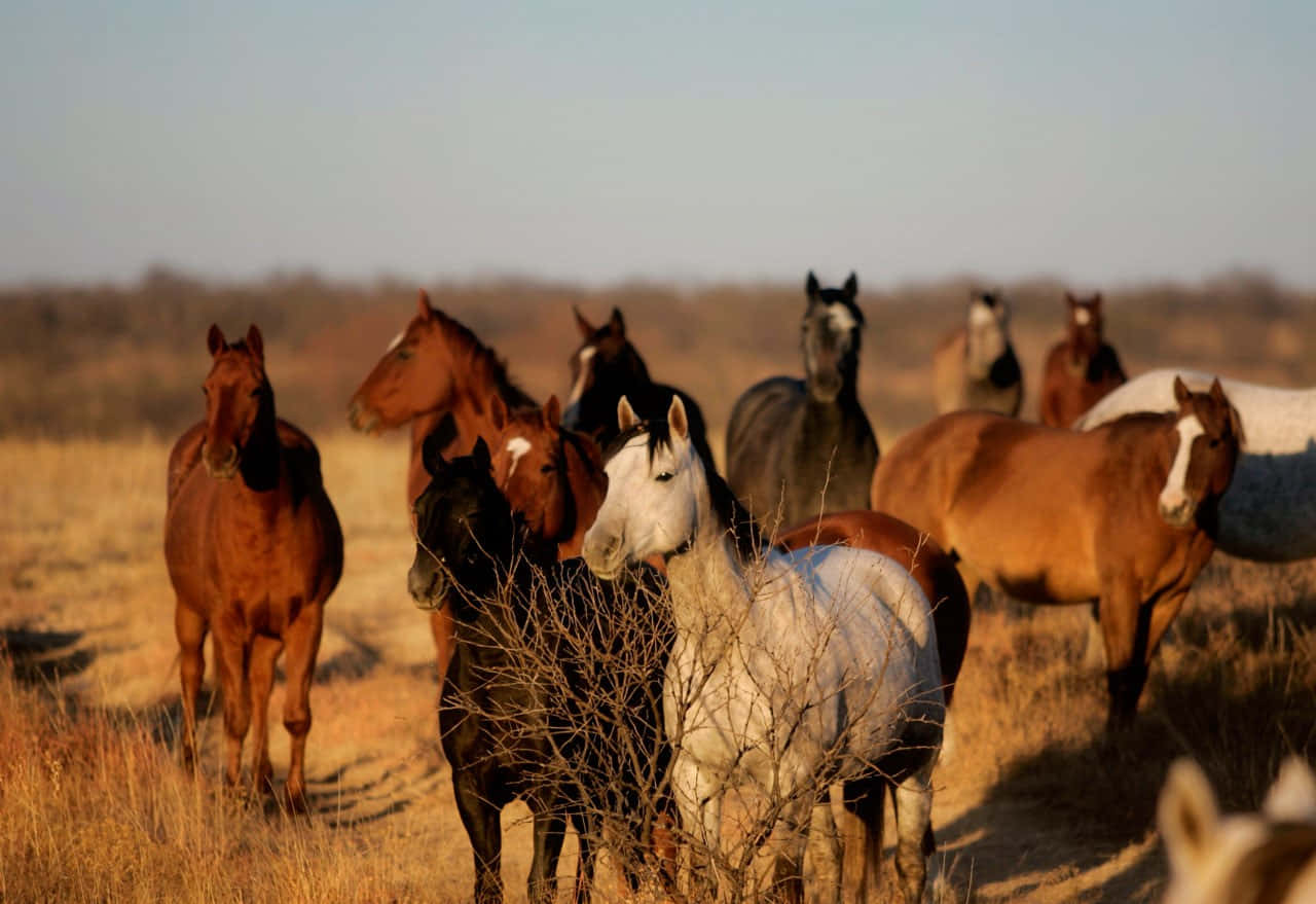 ranch, wild horses, dry grassland, HD Desktop Wallpaper