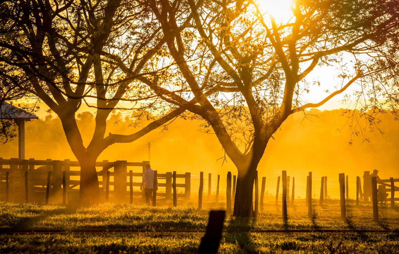 ranch, misty golden sunrise, bare trees, HD Desktop Wallpaper