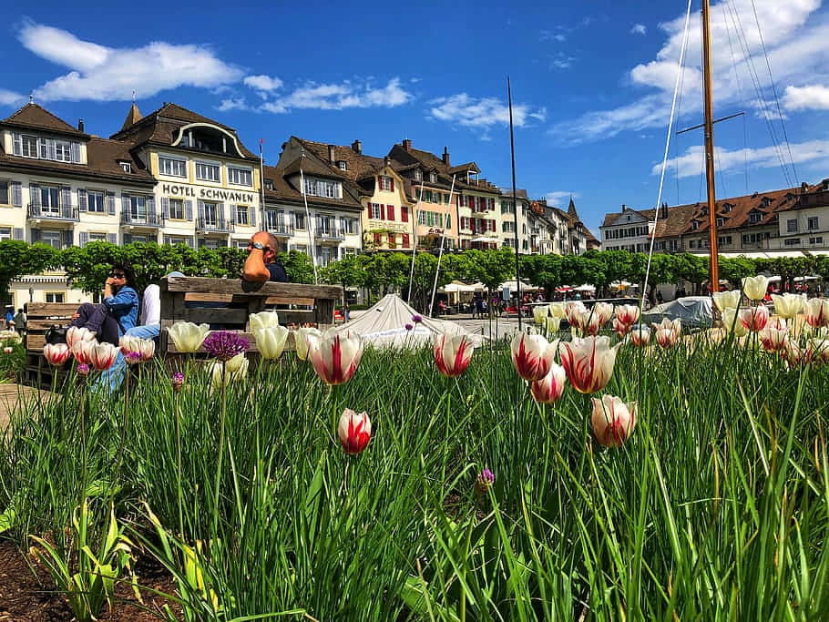Rapperswil Jona, lakeside promenade, tulips, SD Desktop Wallpaper