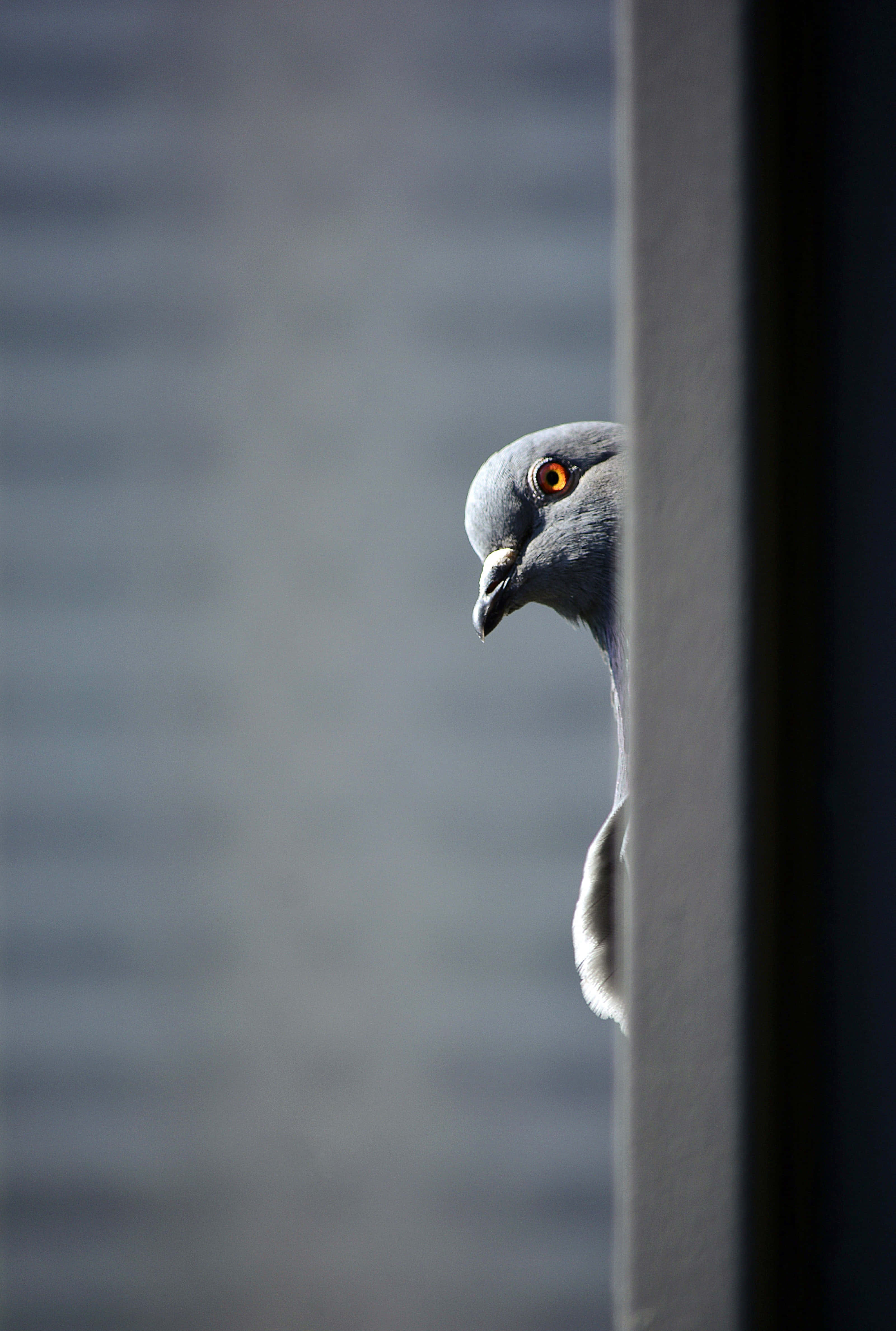rare pigeon, gray pigeon, vertical beam, 4K Phone Wallpaper