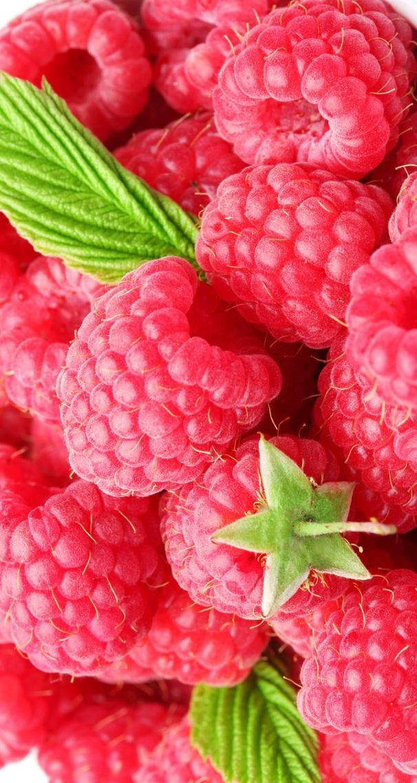 red raspberries, green leaves, bright light, SD Phone Wallpaper