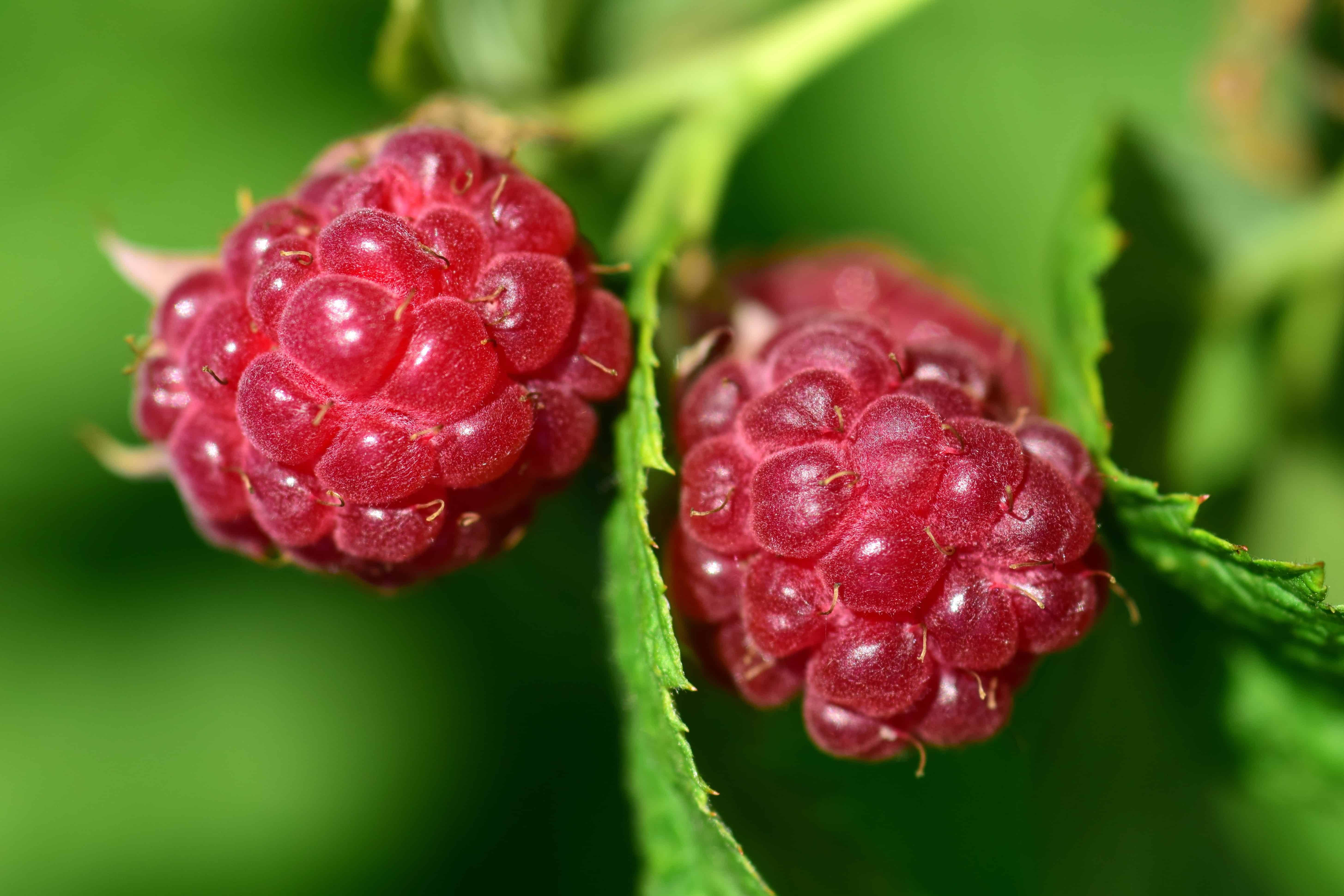 two red raspberries, vibrant green leafy bush, bright sunlight, 5K Desktop Wallpaper