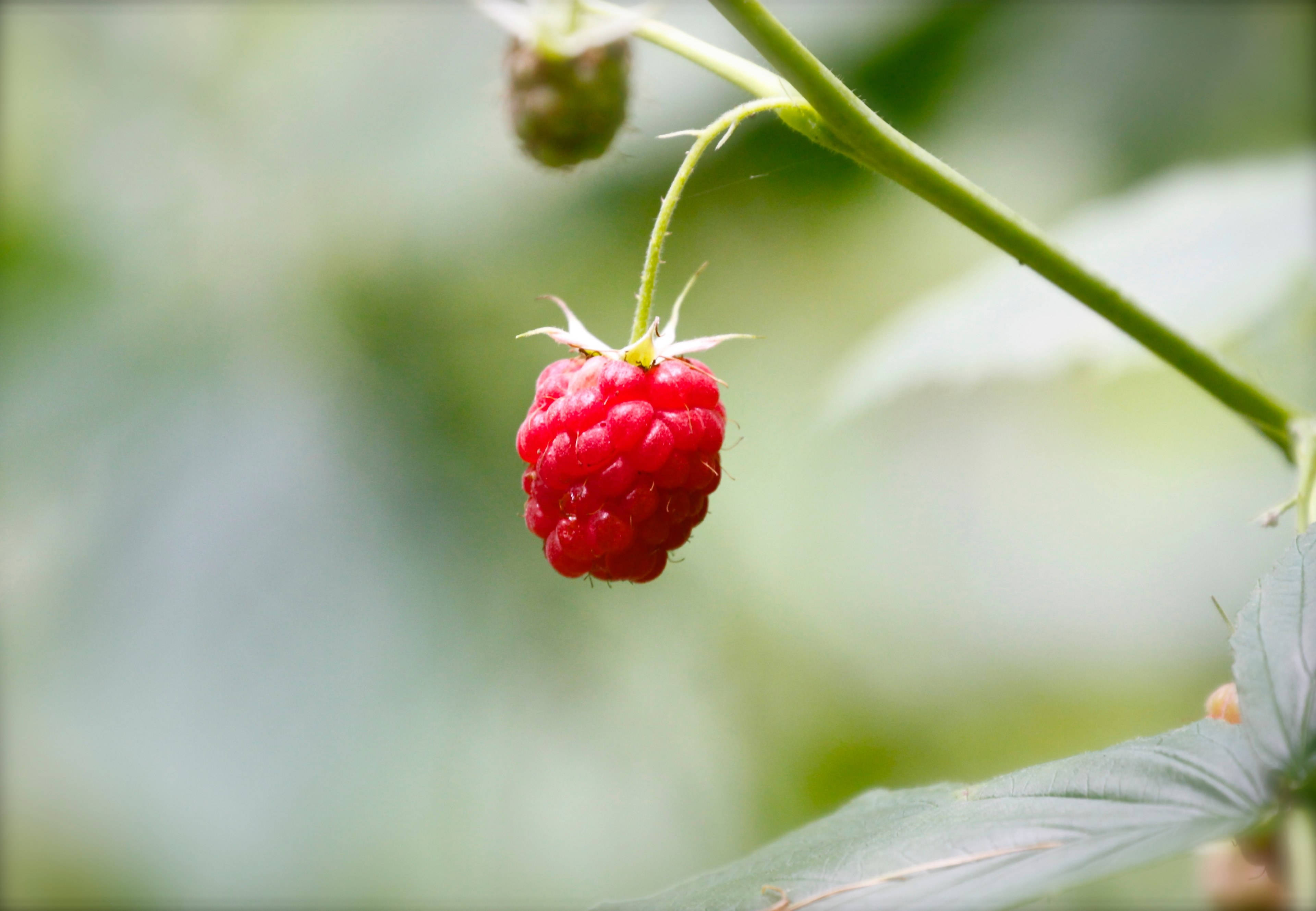 raspberries, red, green stem, 4K Desktop Wallpaper