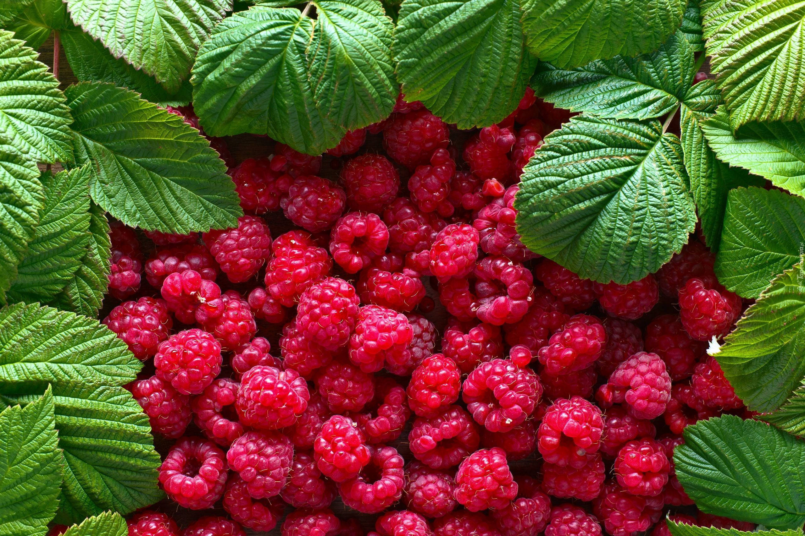 red raspberries, vibrant green leaves, lush natural setting, 2K Desktop Wallpaper
