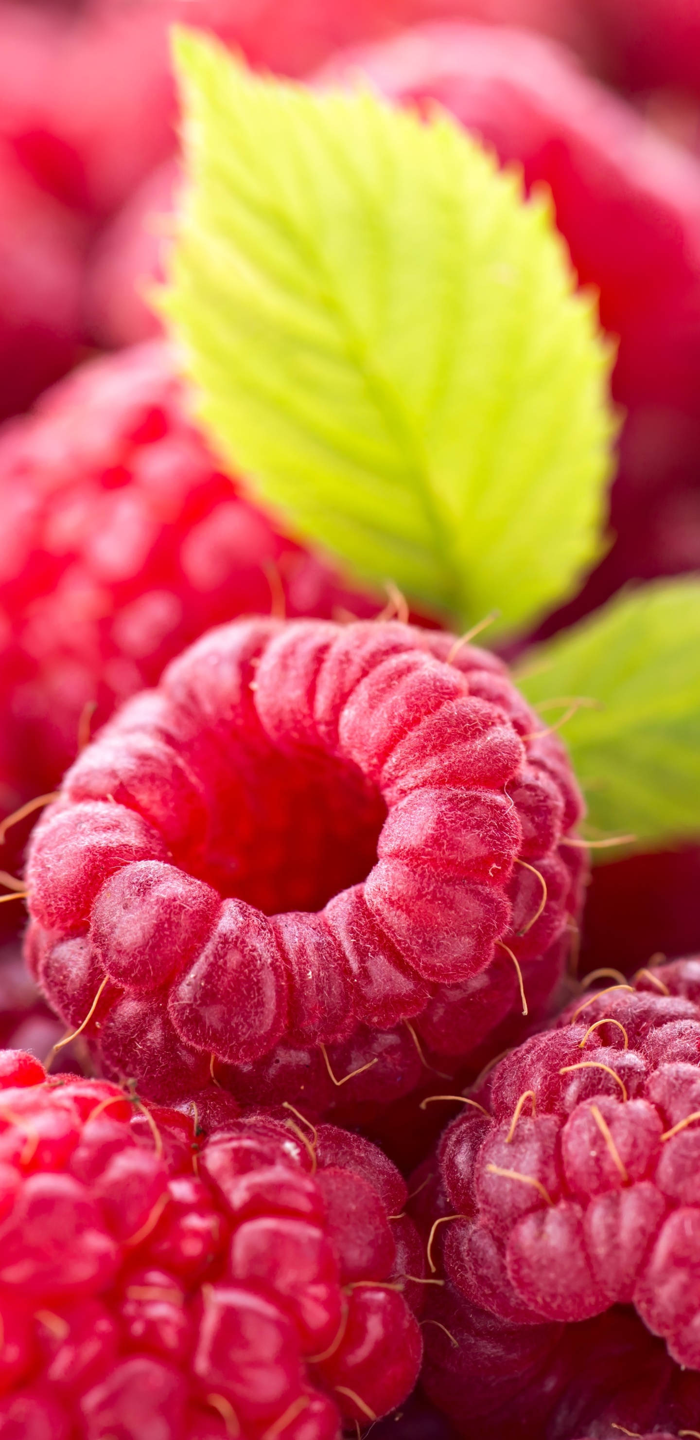 raspberries, bright green leaf, sharp focus, 2K Phone Wallpaper