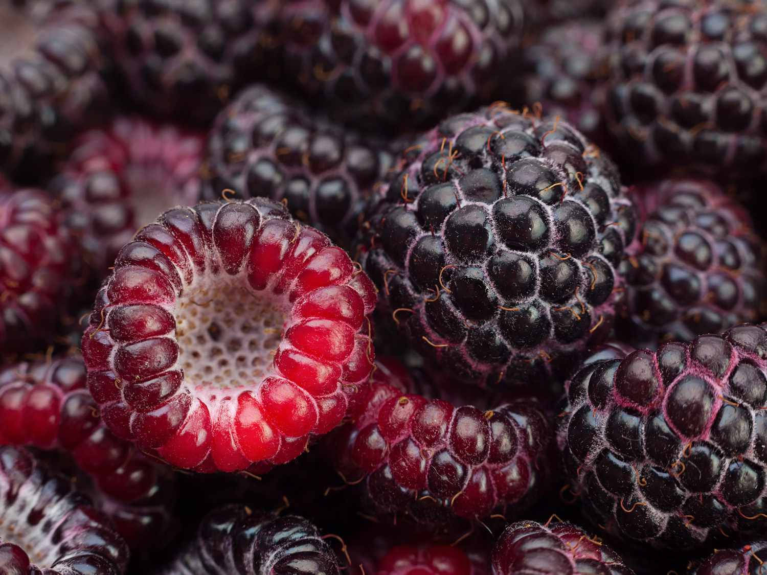 purple loganberries, deep red, black, HD Desktop Wallpaper