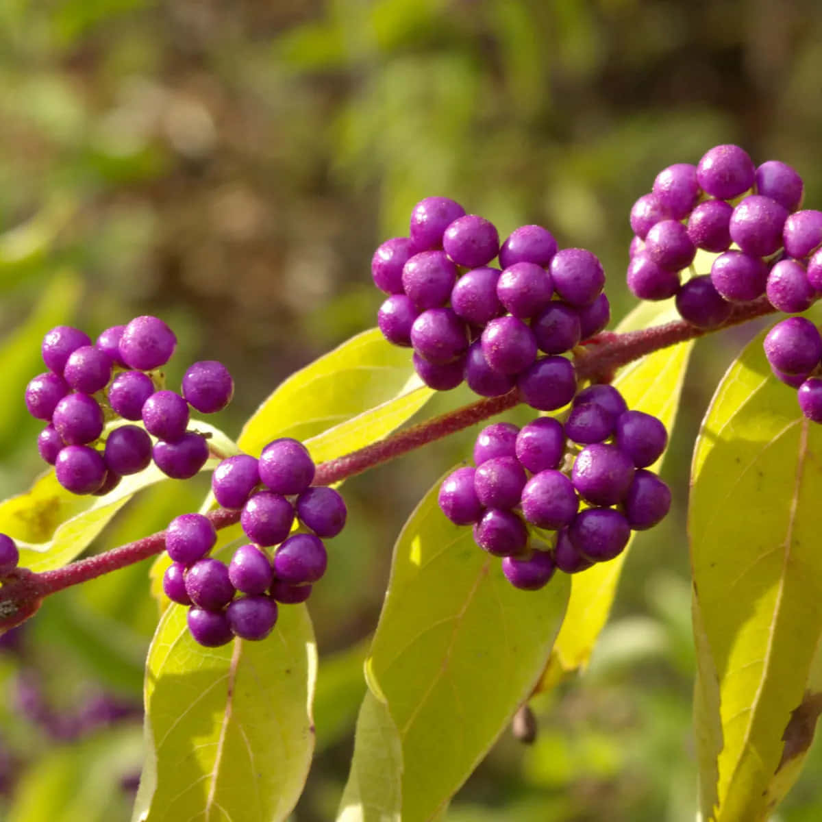 purple berries, glossy purple berries, bright green leaves, SD Desktop Wallpaper