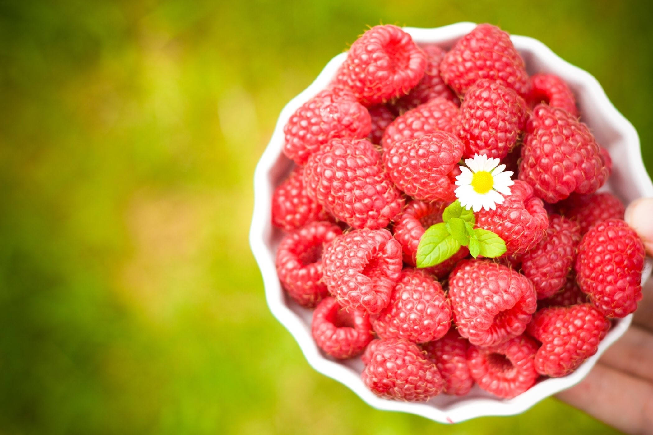 red raspberries, daisy, mint, Full HD Desktop Wallpaper