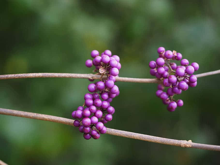 purple berries, slender branches, soft green blurred background, SD Desktop Wallpaper