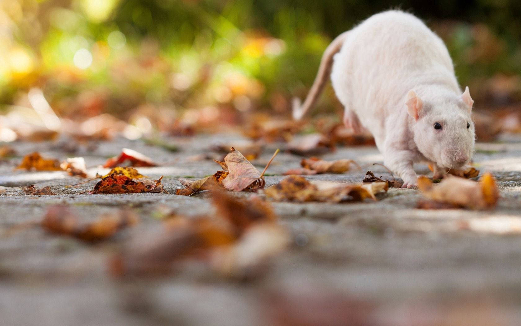 white rat, fallen autumn leaves, sunlit stone path, HD Desktop Wallpaper