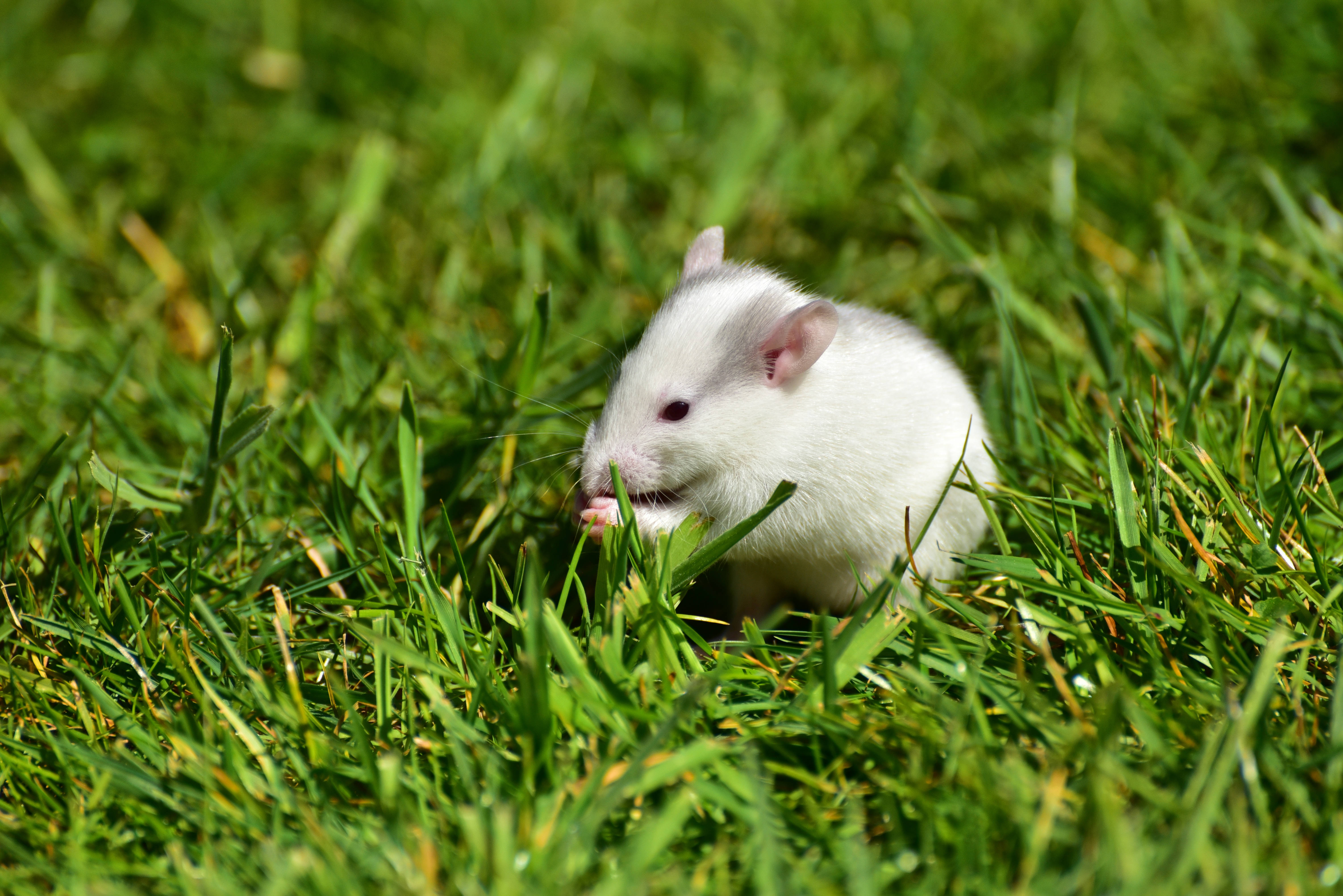 white rat, grass, vibrant green field, 5K Desktop Wallpaper