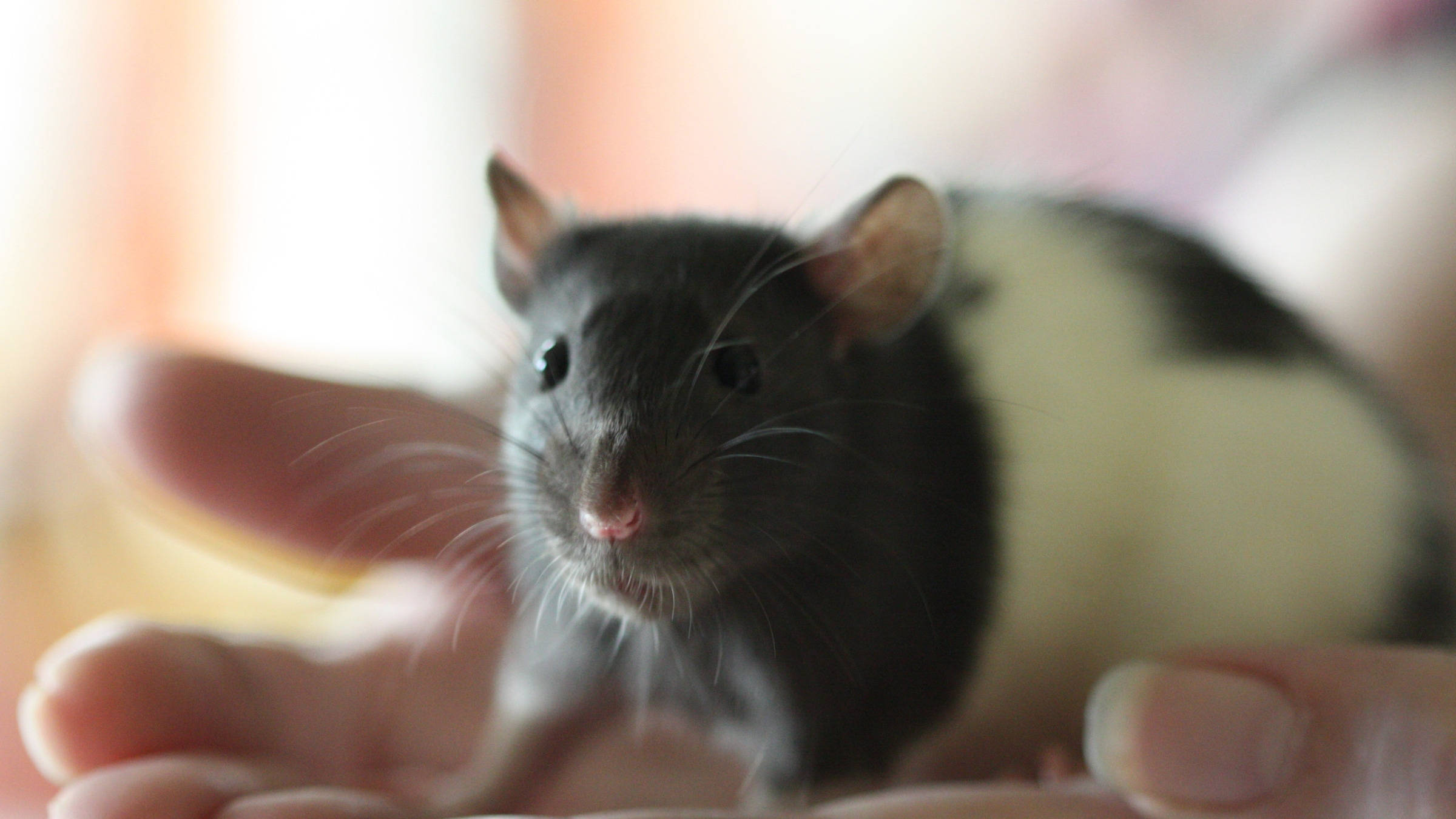 black and white rat, bright eyes, open palm, Full HD Desktop Wallpaper