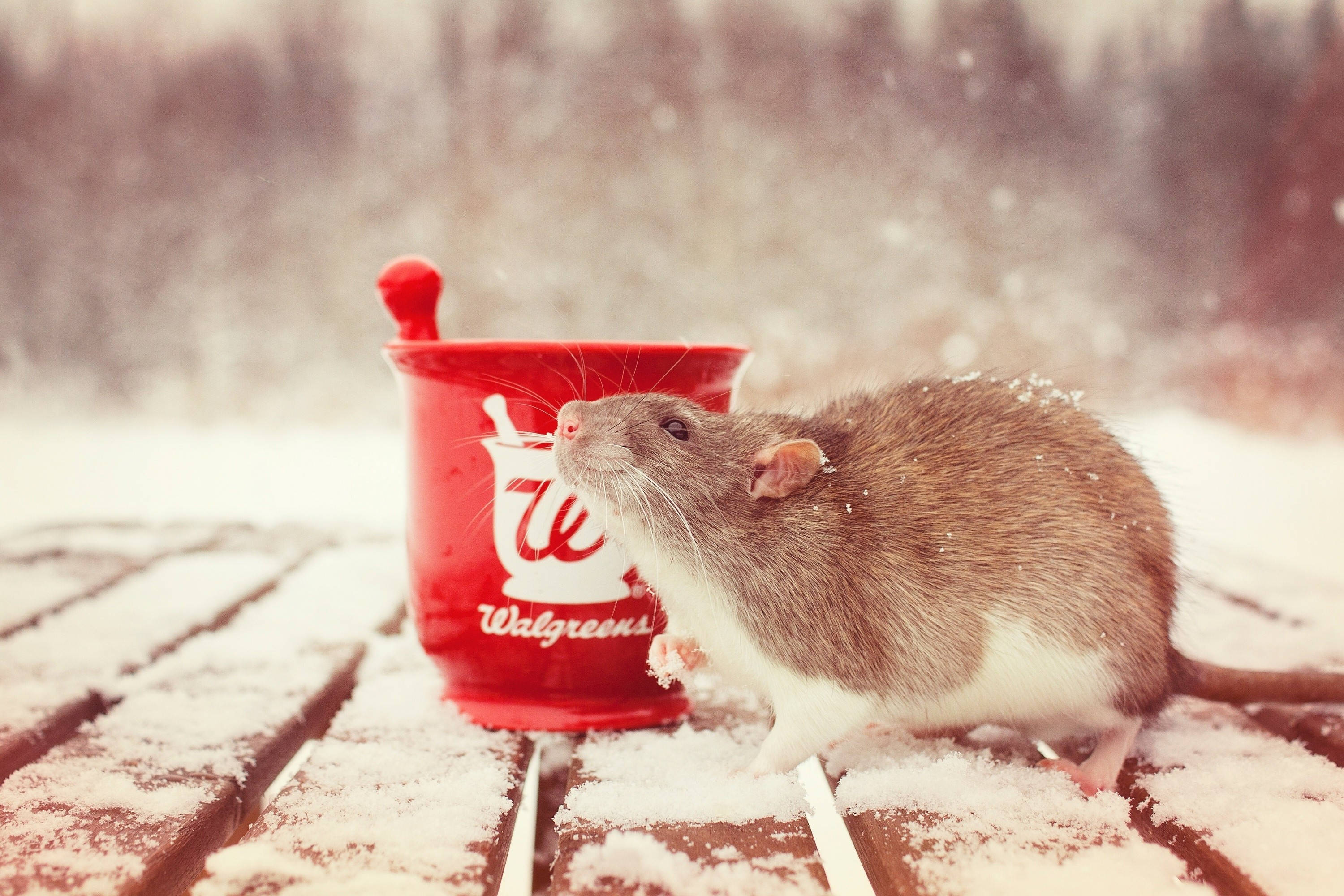 brown rat, red Walgreens cup, snow-dusted wooden table, 2K Desktop Wallpaper