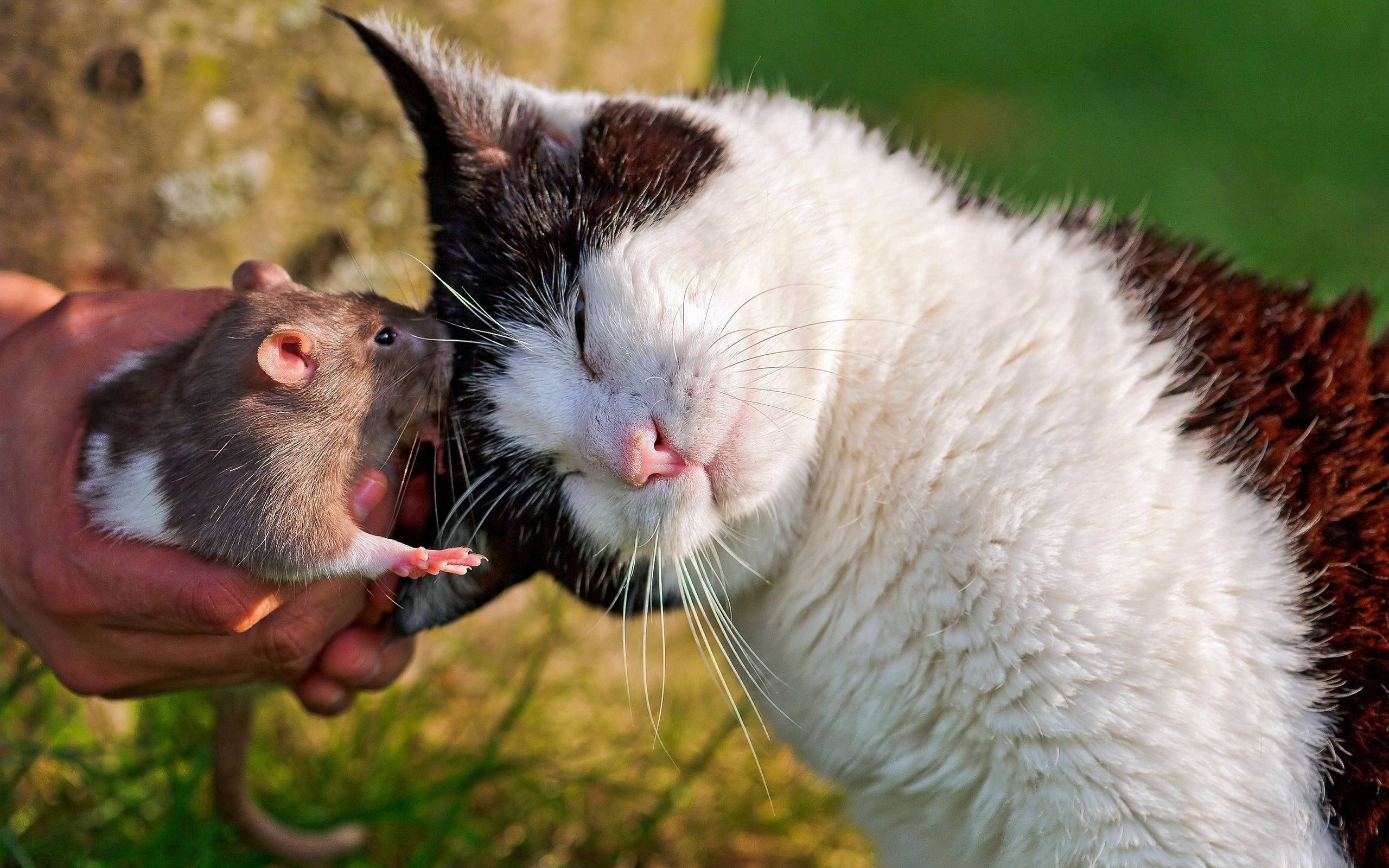 black and white cat, small brown rat, person's hand, 2K Desktop Wallpaper
