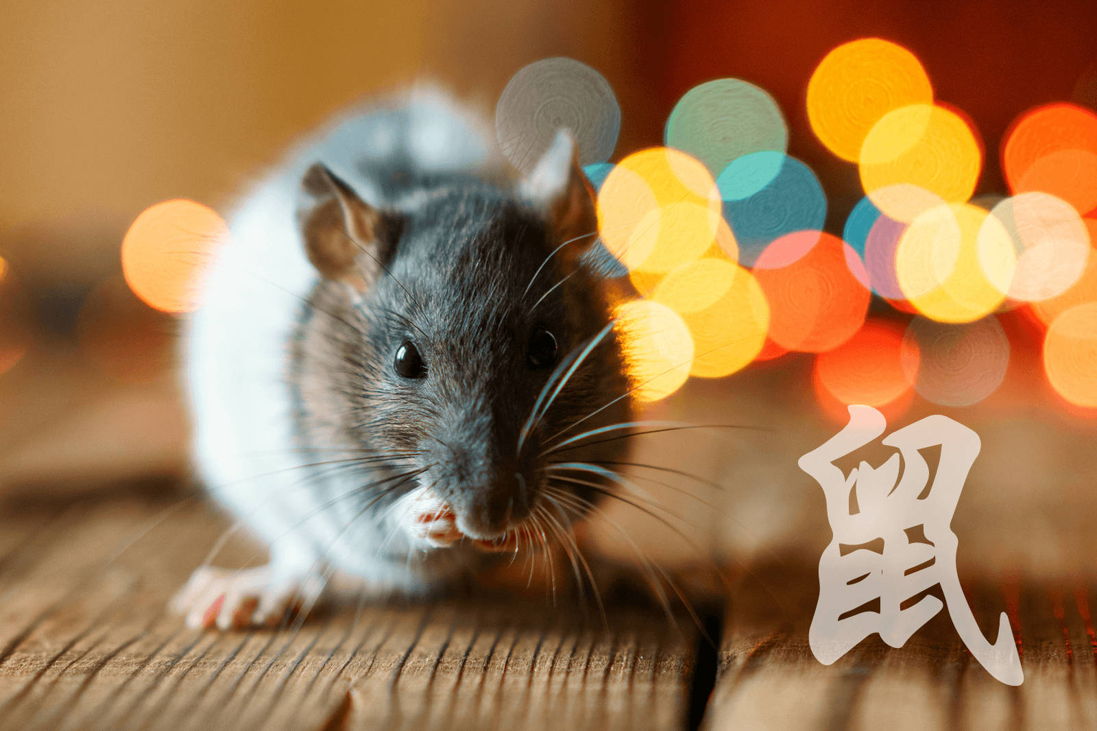 Chinese character, gray and white rat, wooden surface, HD Desktop Wallpaper