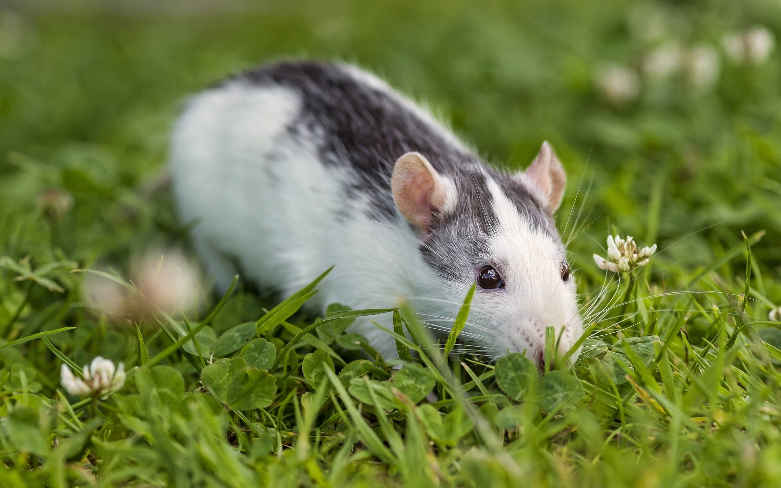 white and black rat, long whiskers, clover, 2K Desktop Wallpaper