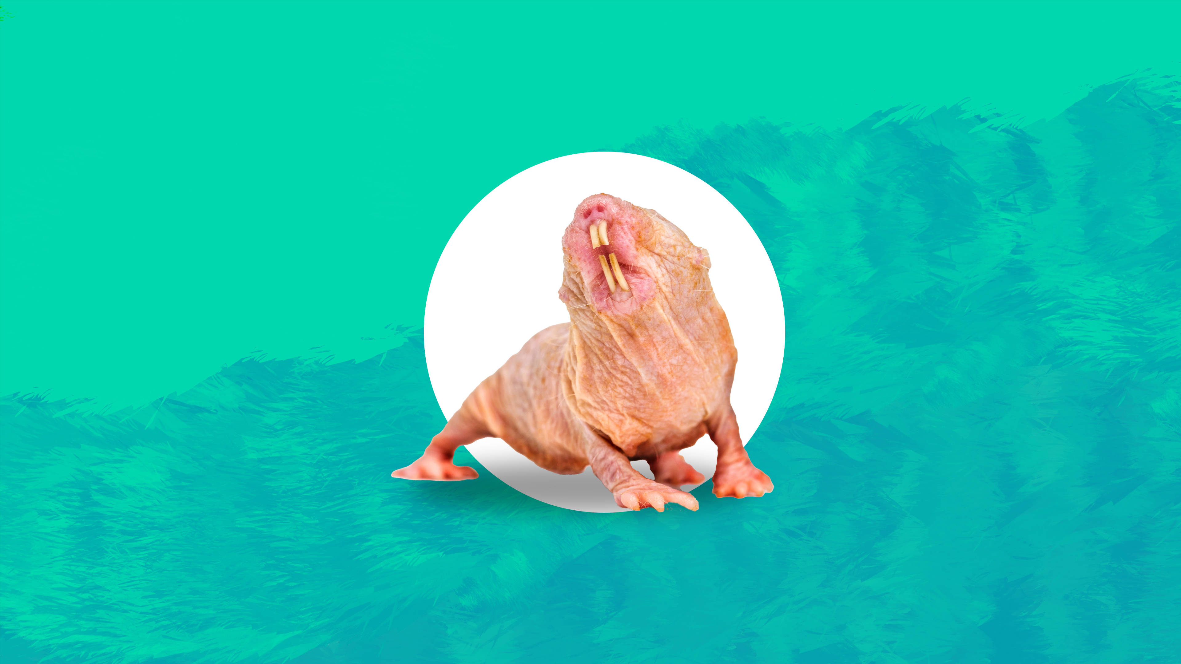 ugly naked mole rat, naked mole rat, prominent teeth, 4K Desktop Wallpaper