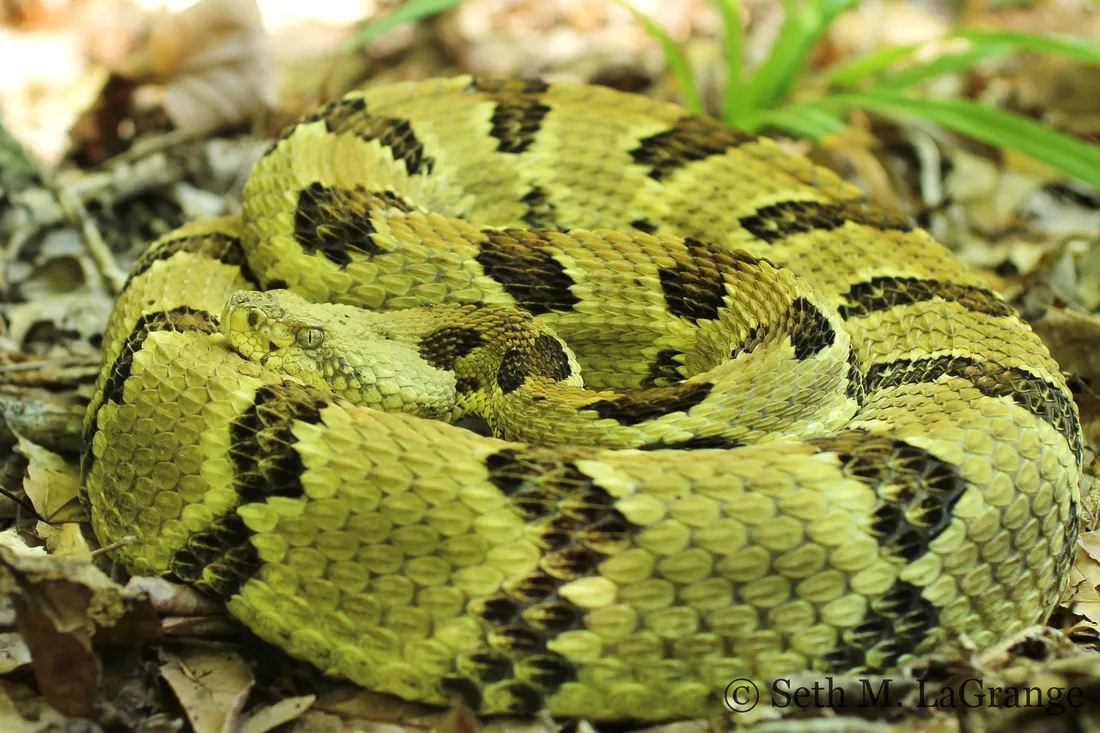 Rattlesnake