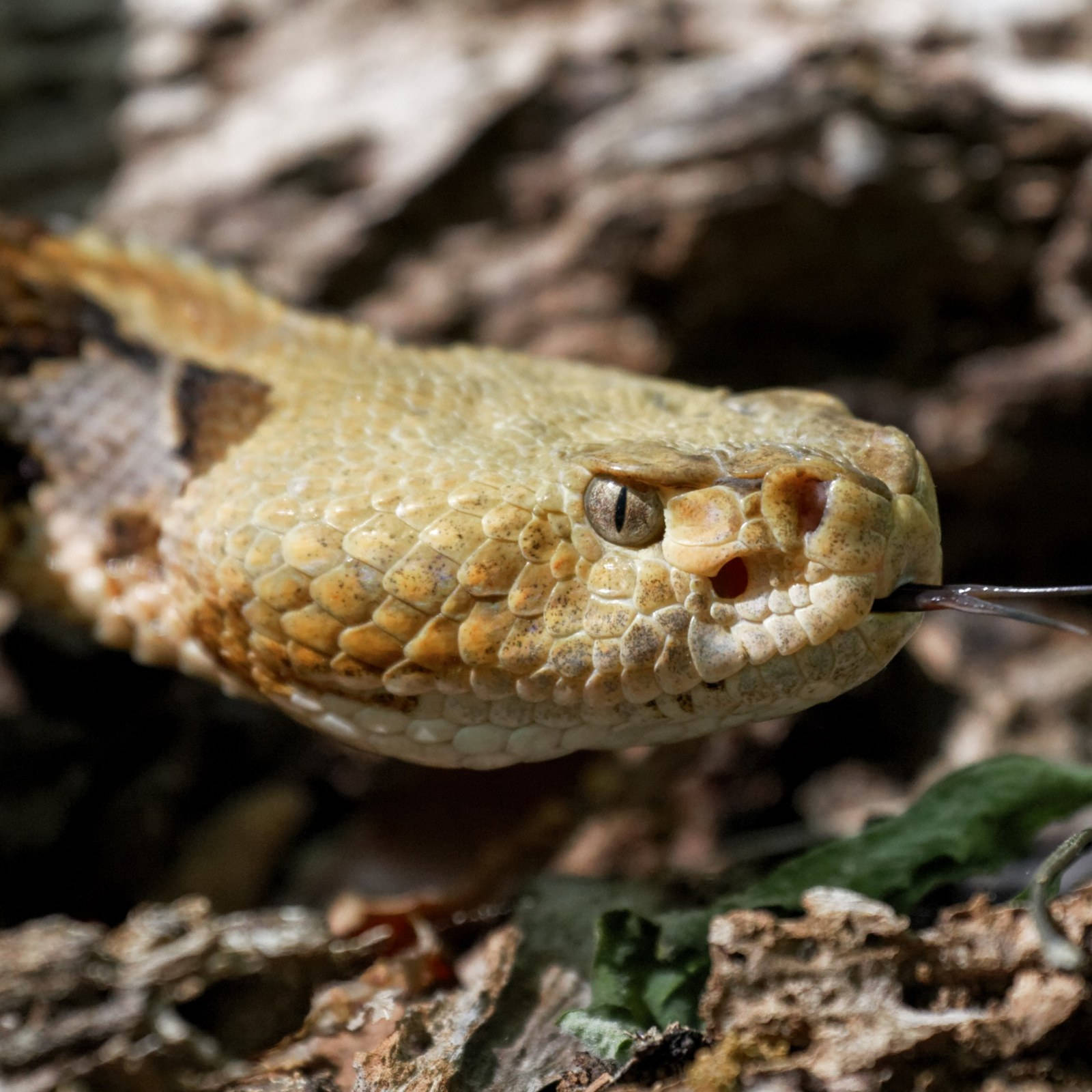 Common Timber Rattler, rattlesnake, tongue flicking, HD Desktop Wallpaper