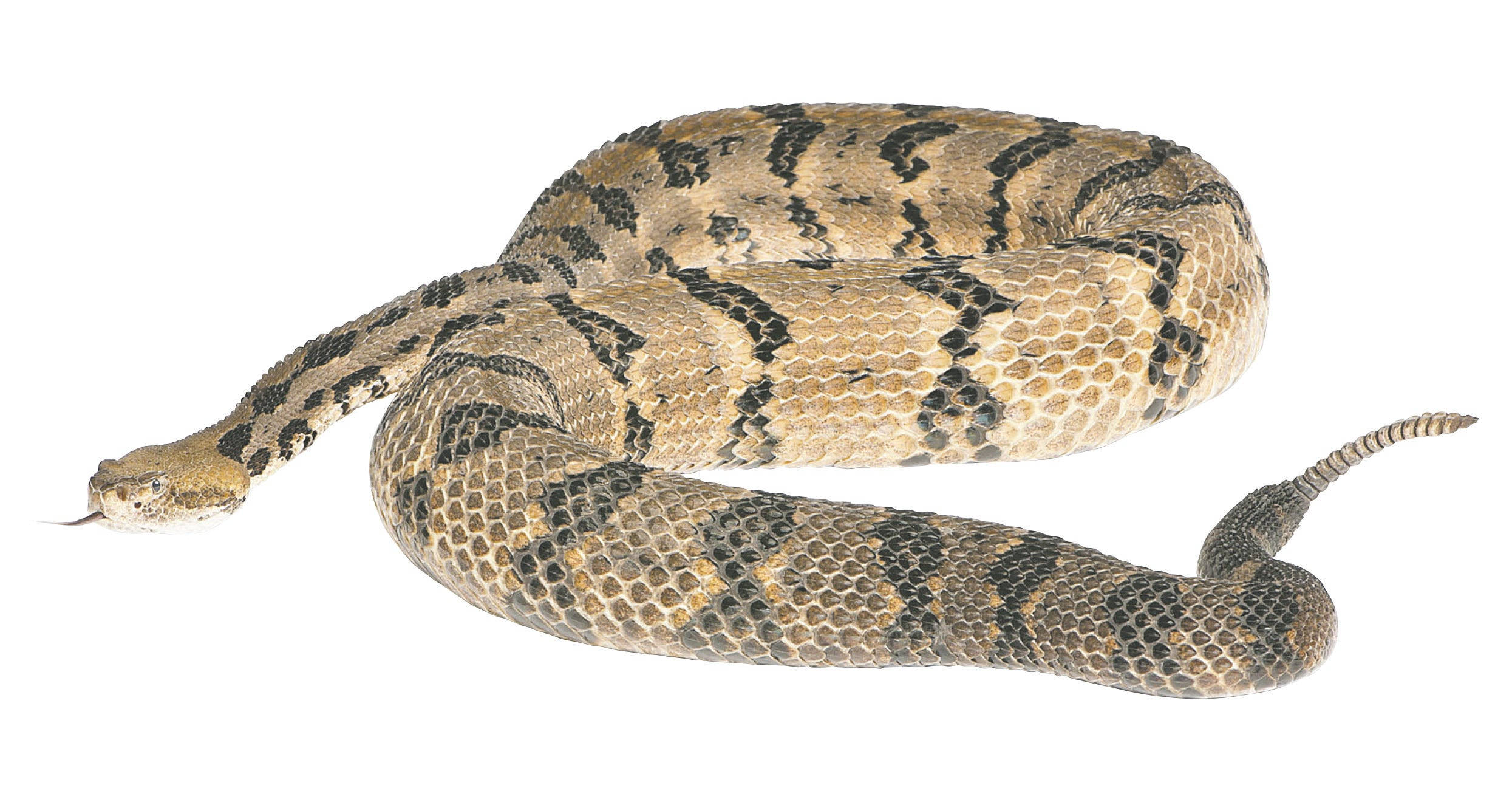 Timber Rattler Snake, tan and black diamond patterns, stark white background, Full HD Desktop Wallpaper