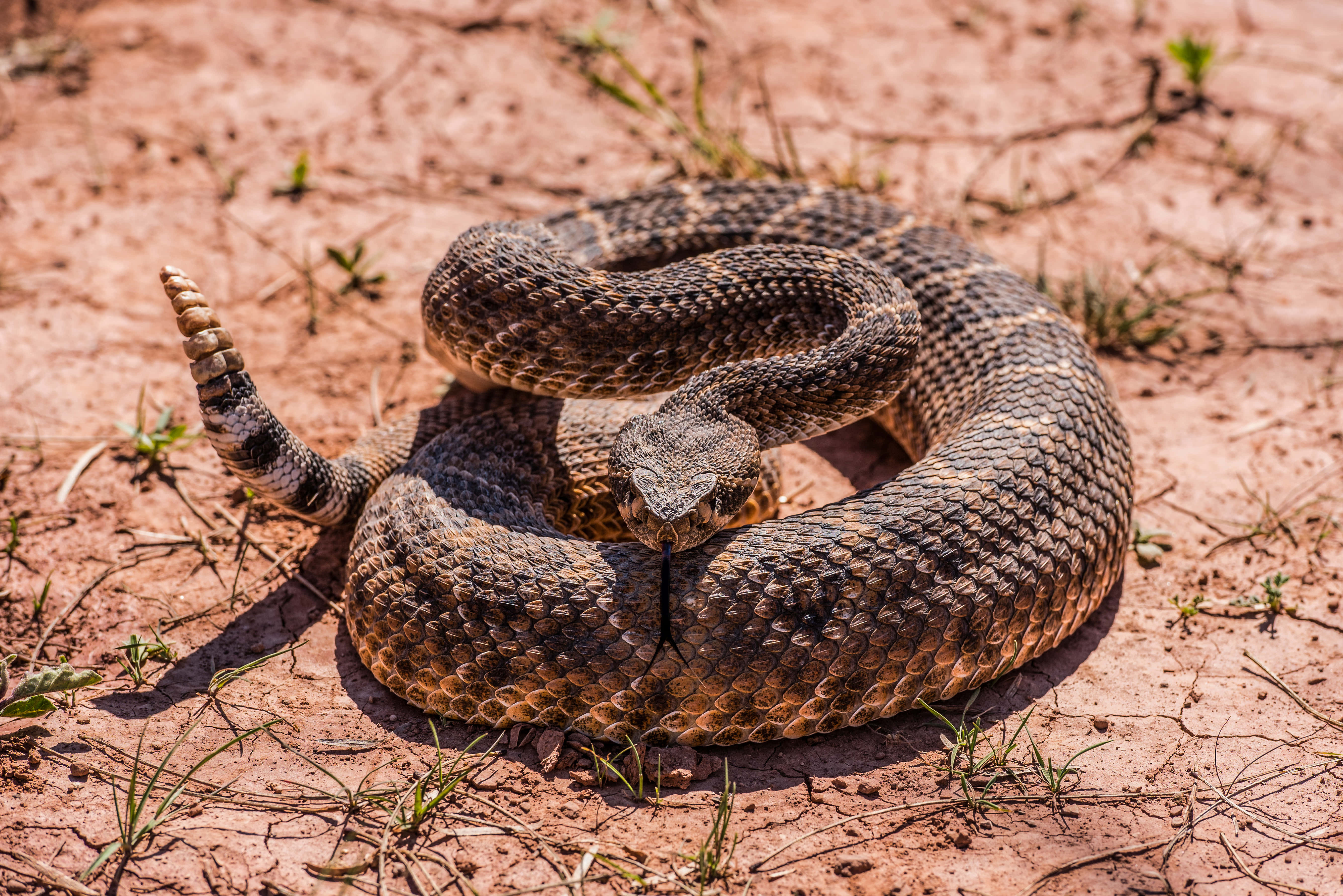 coiled rattlesnake, raised rattle, dry reddish soil, 5K Desktop Wallpaper