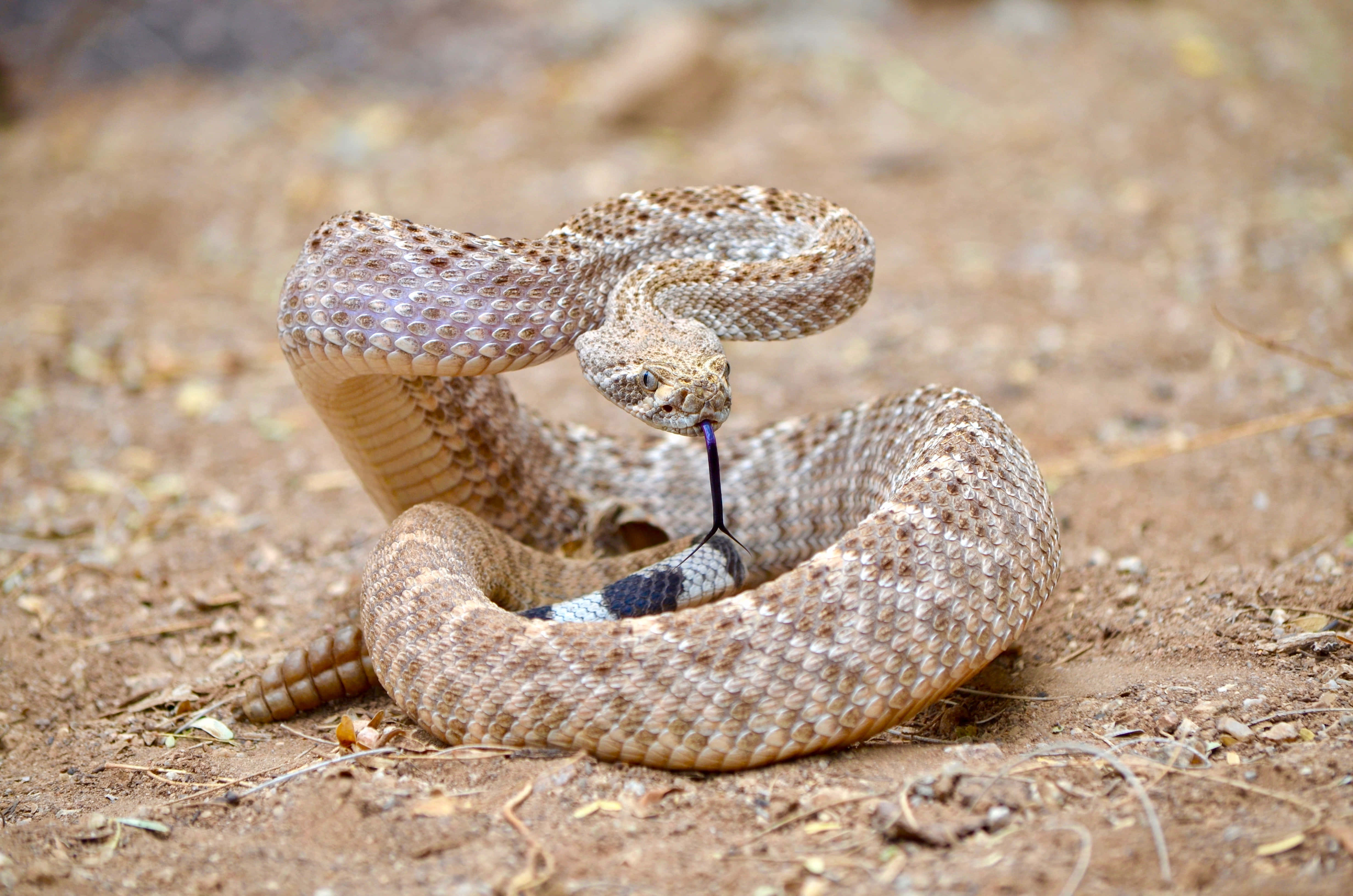 coiled rattlesnake, raised head, fangs extended, 4K Desktop Wallpaper