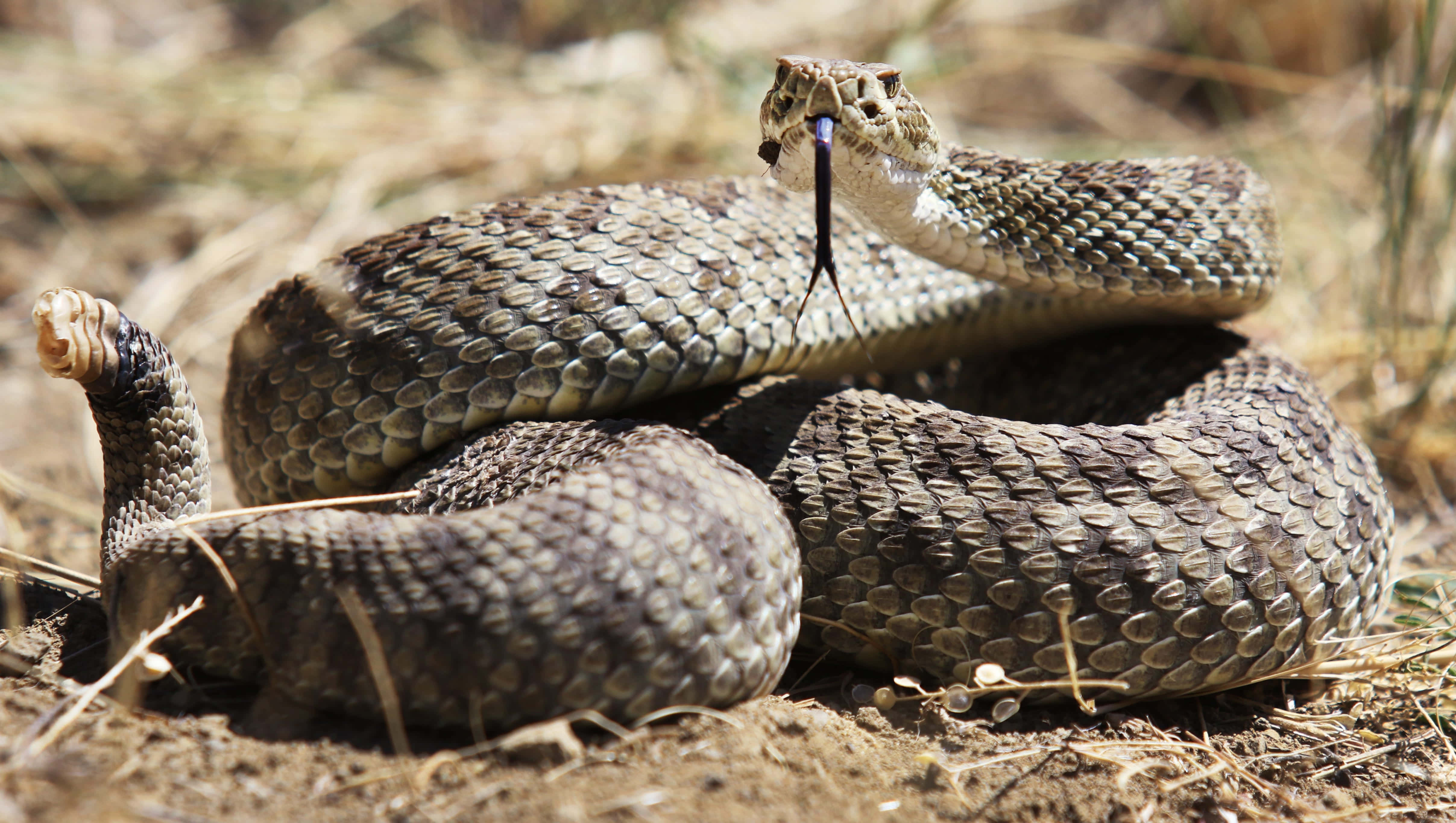 coiled rattlesnake, rattle raised, tongue flicking, 4K Desktop Wallpaper