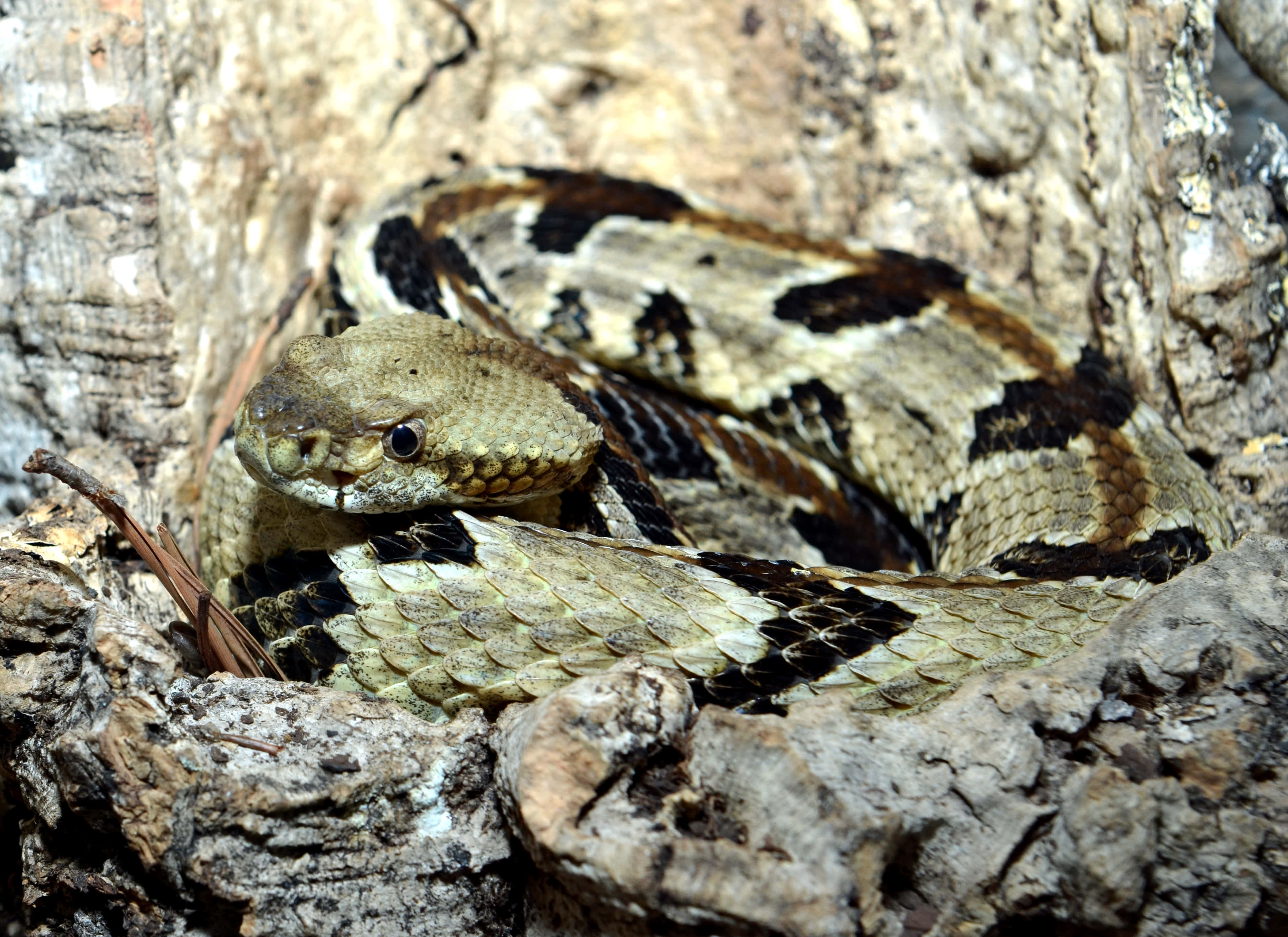 rattlesnake, tan and black patterned scales, rough tree bark, 2K Desktop Wallpaper