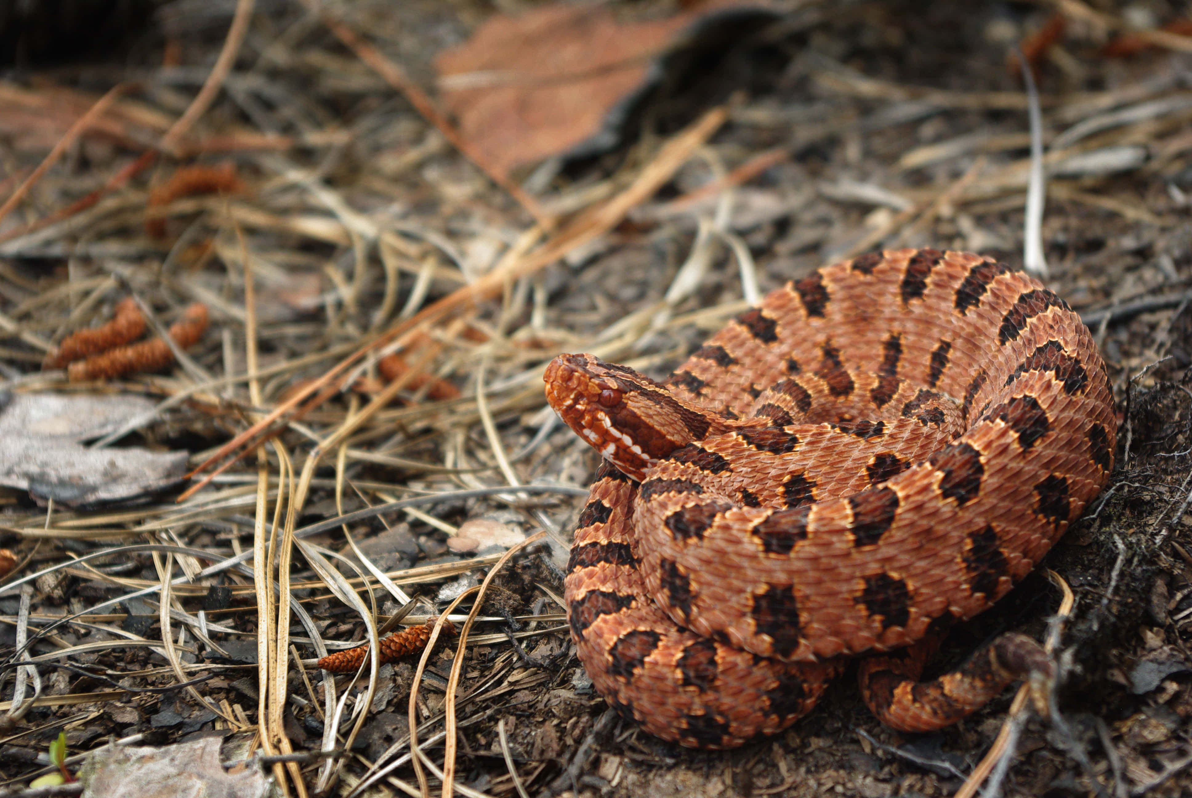 rattlesnake, brown and black diamond patterns, dry pine needles, 4K Desktop Wallpaper
