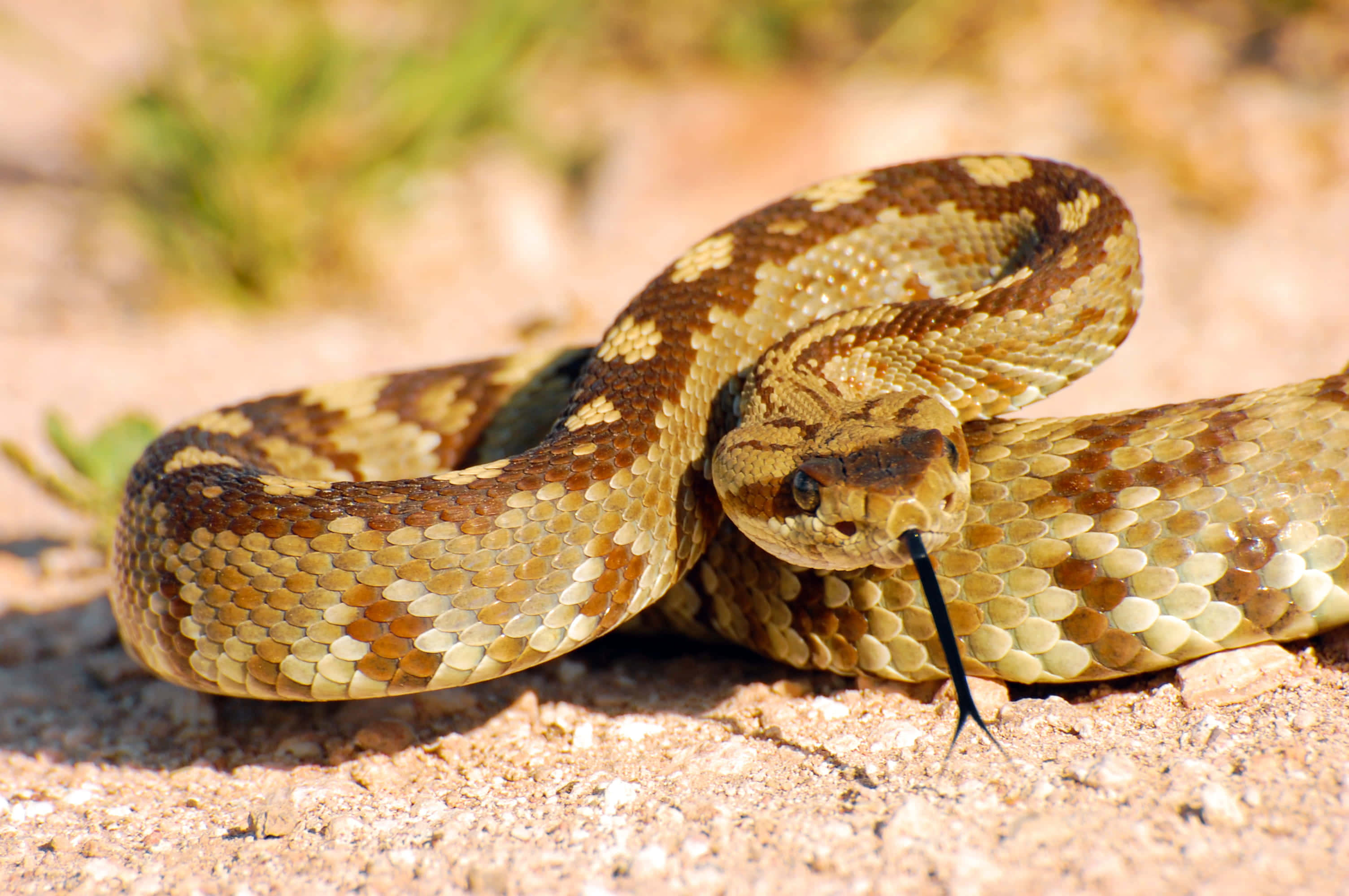 coiled rattlesnake, tan and brown scales, sunlit sandy ground, 2K Desktop Wallpaper