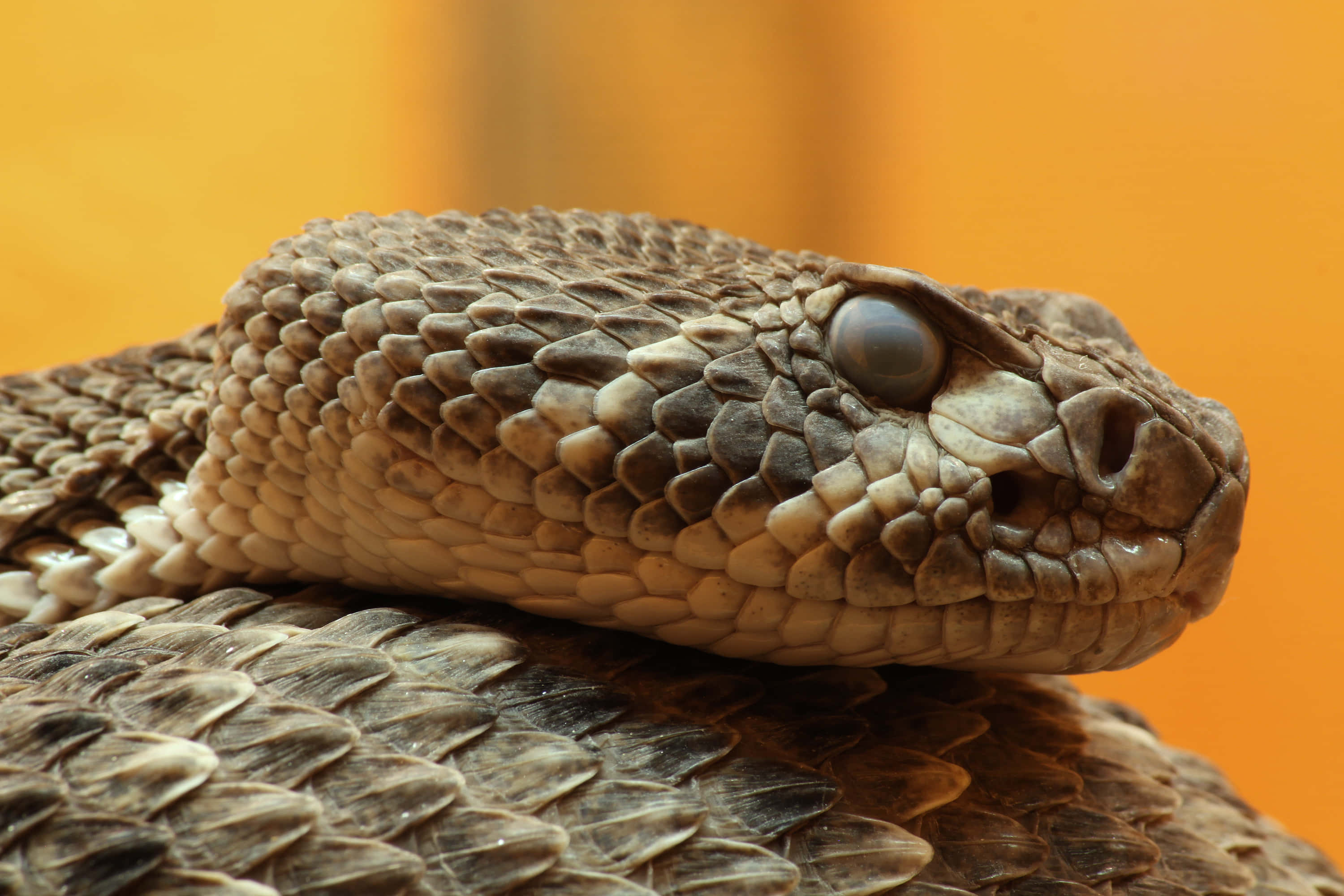 rattlesnake, textured head, scales, 2K Desktop Wallpaper