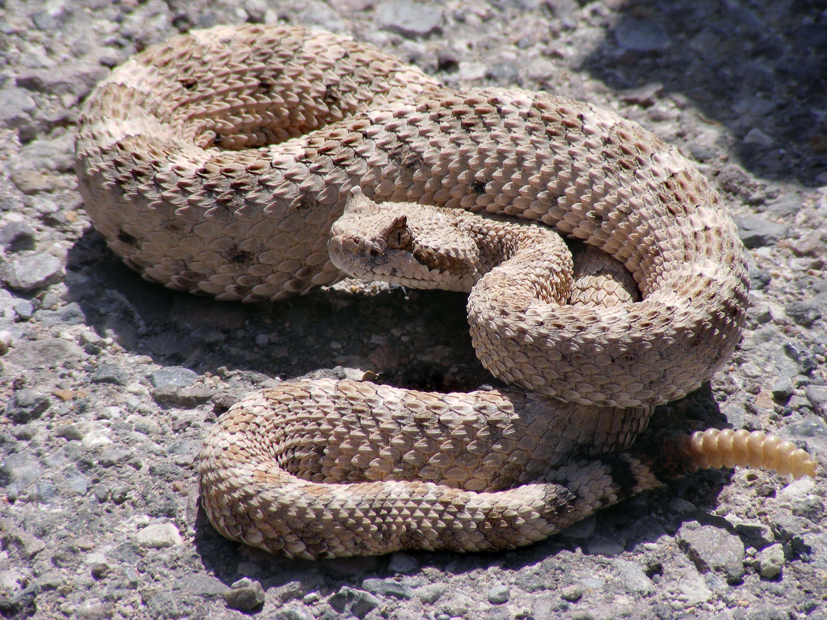 coiled rattlesnake, textured scales, sunlit gravel, 2K Desktop Wallpaper