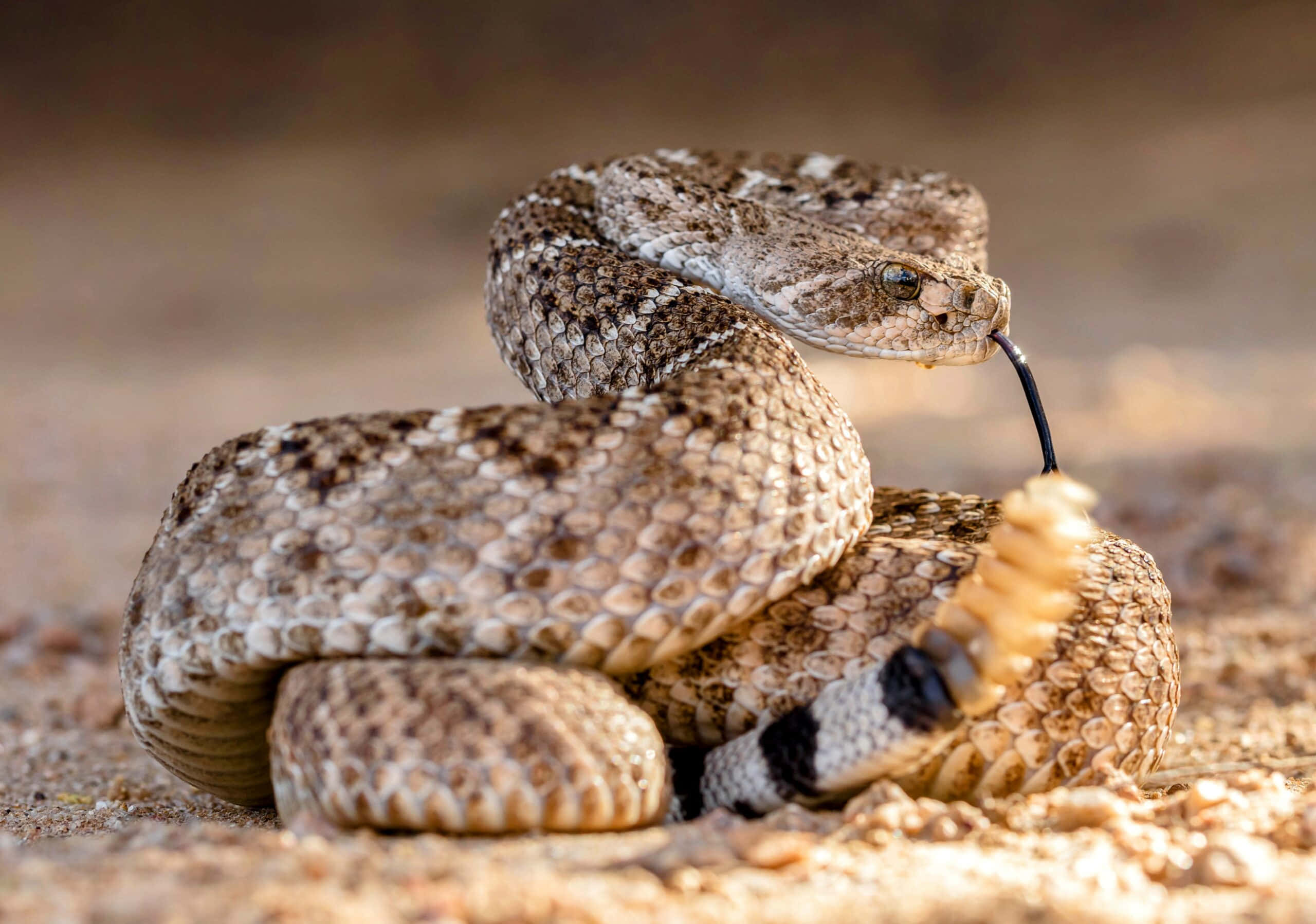 coiled rattlesnake, patterned scales, black-tipped tail, 2K Desktop Wallpaper