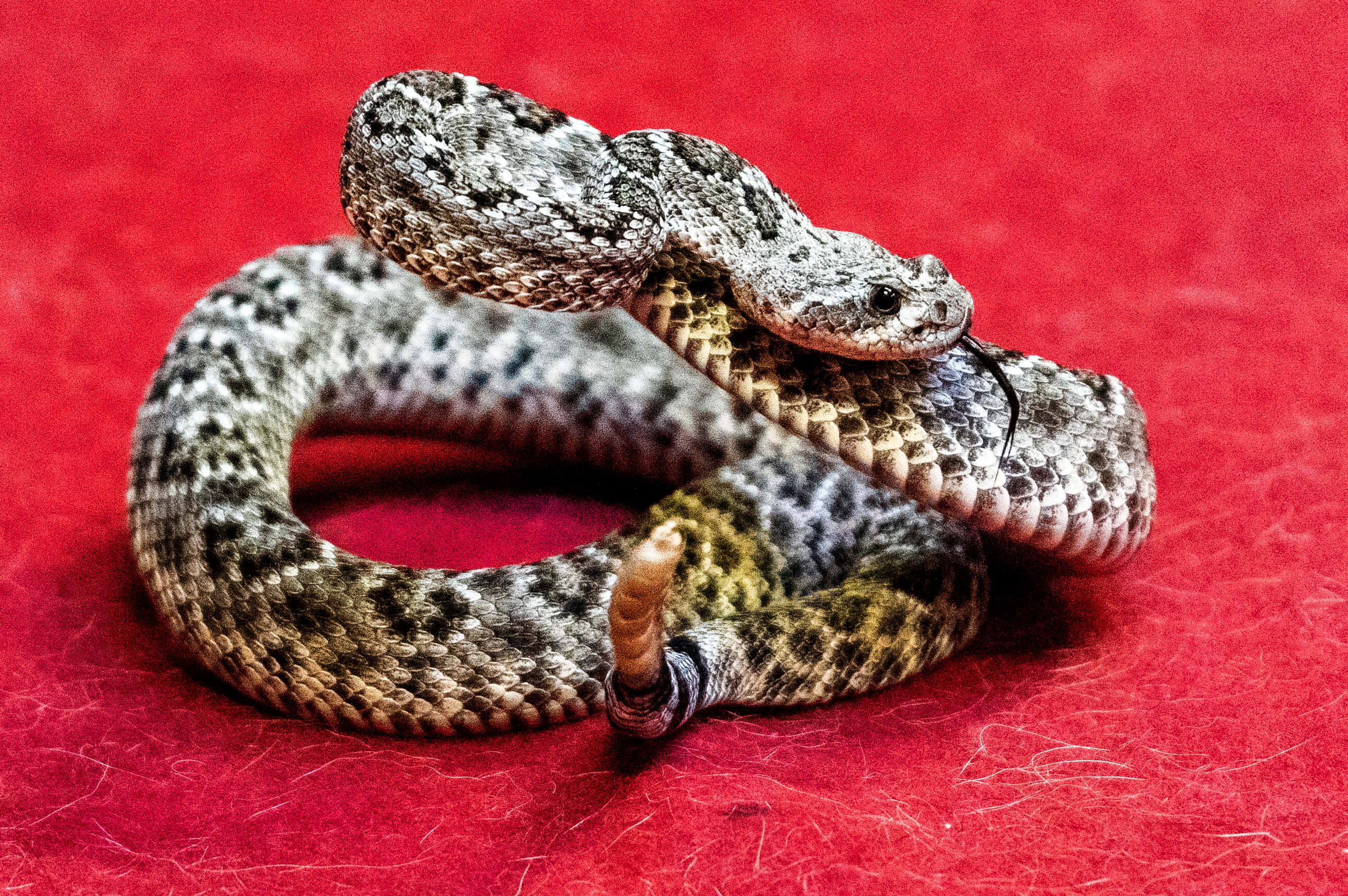 coiled rattlesnake, patterned scales, rattle, 2K Desktop Wallpaper