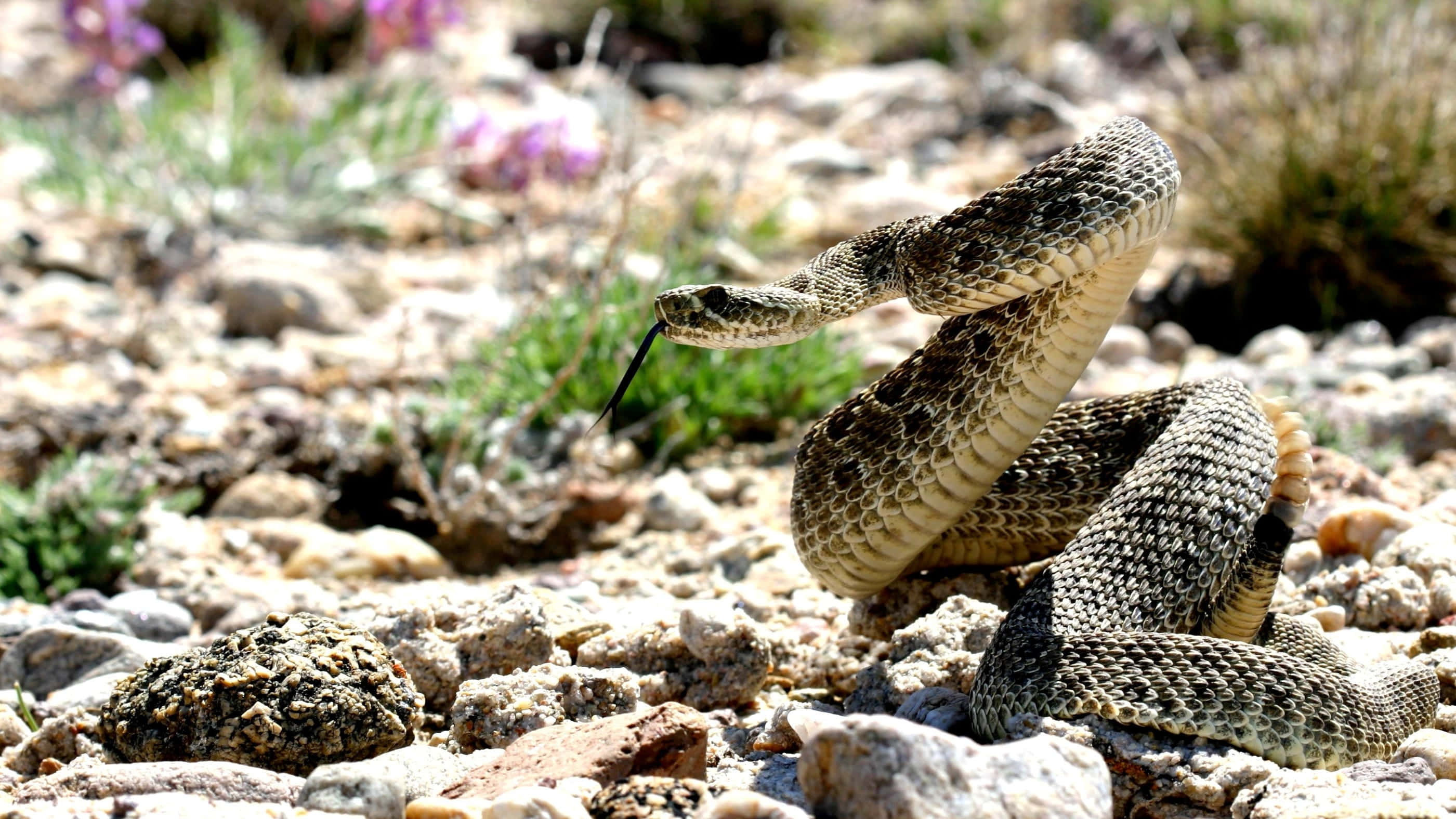 coiled rattlesnake, rattle raised, tongue flicking, 2K Desktop Wallpaper